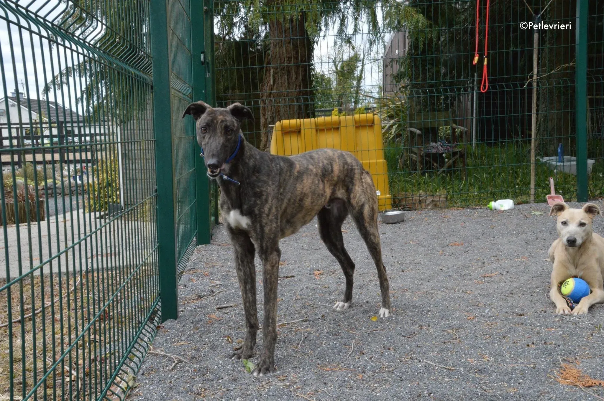 lendl adozione levrieri greyhound 7