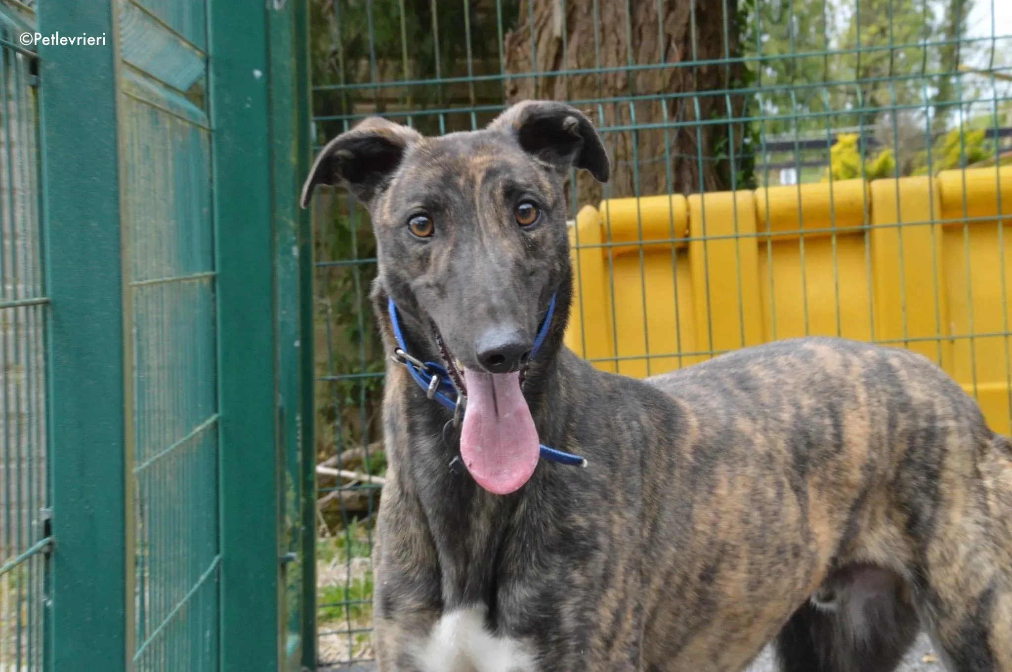 lendl adozione levrieri greyhound 8