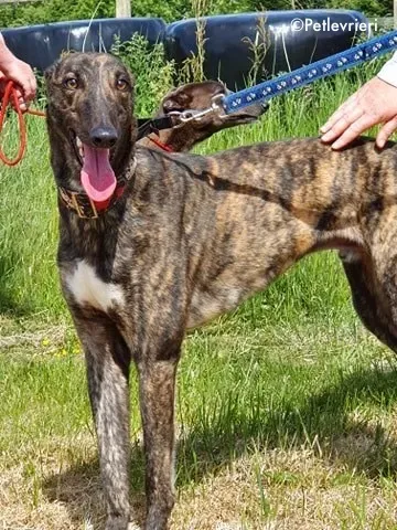 lendl adozione levrieri greyhound 9