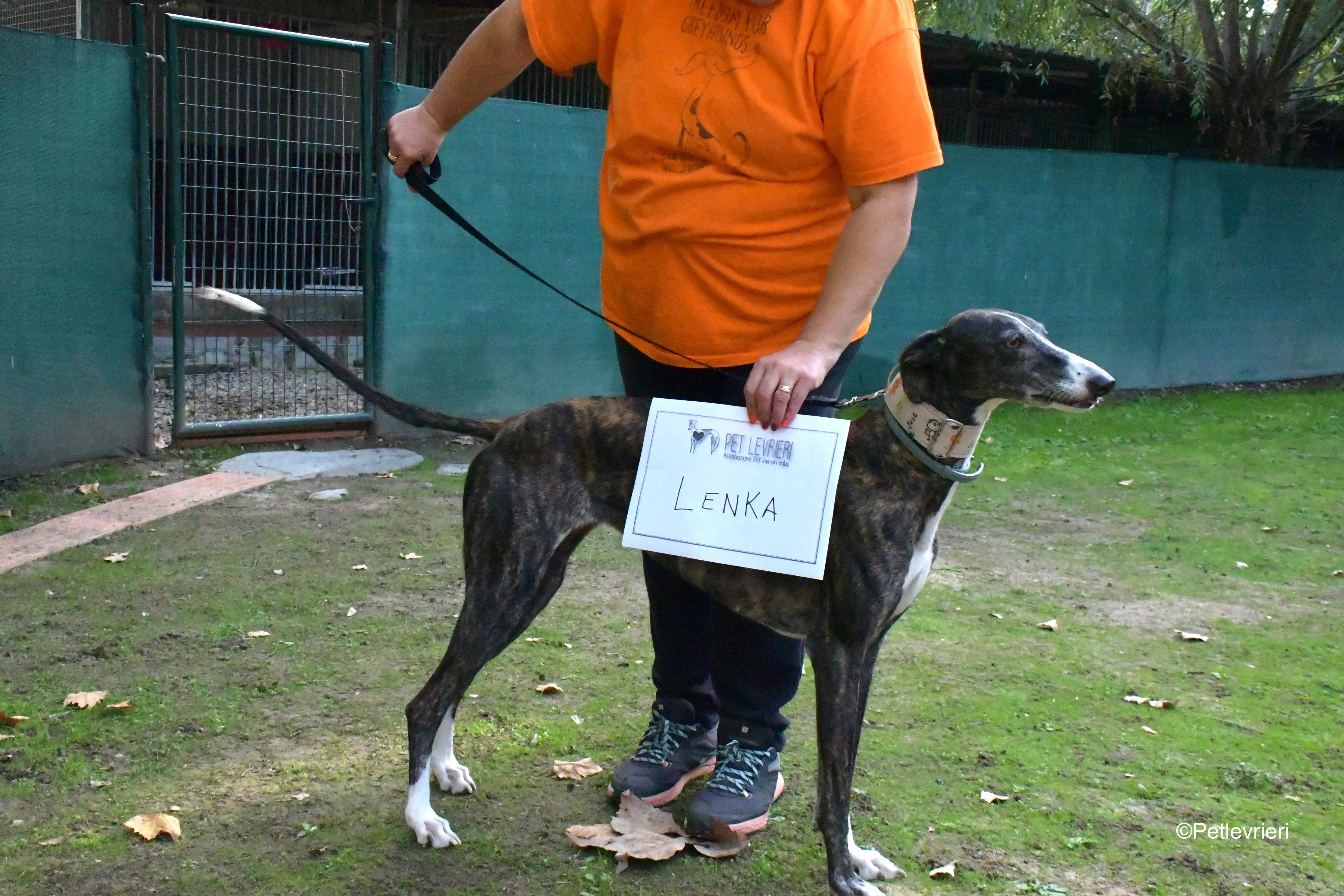 lenka adozione levrieri galgo 1