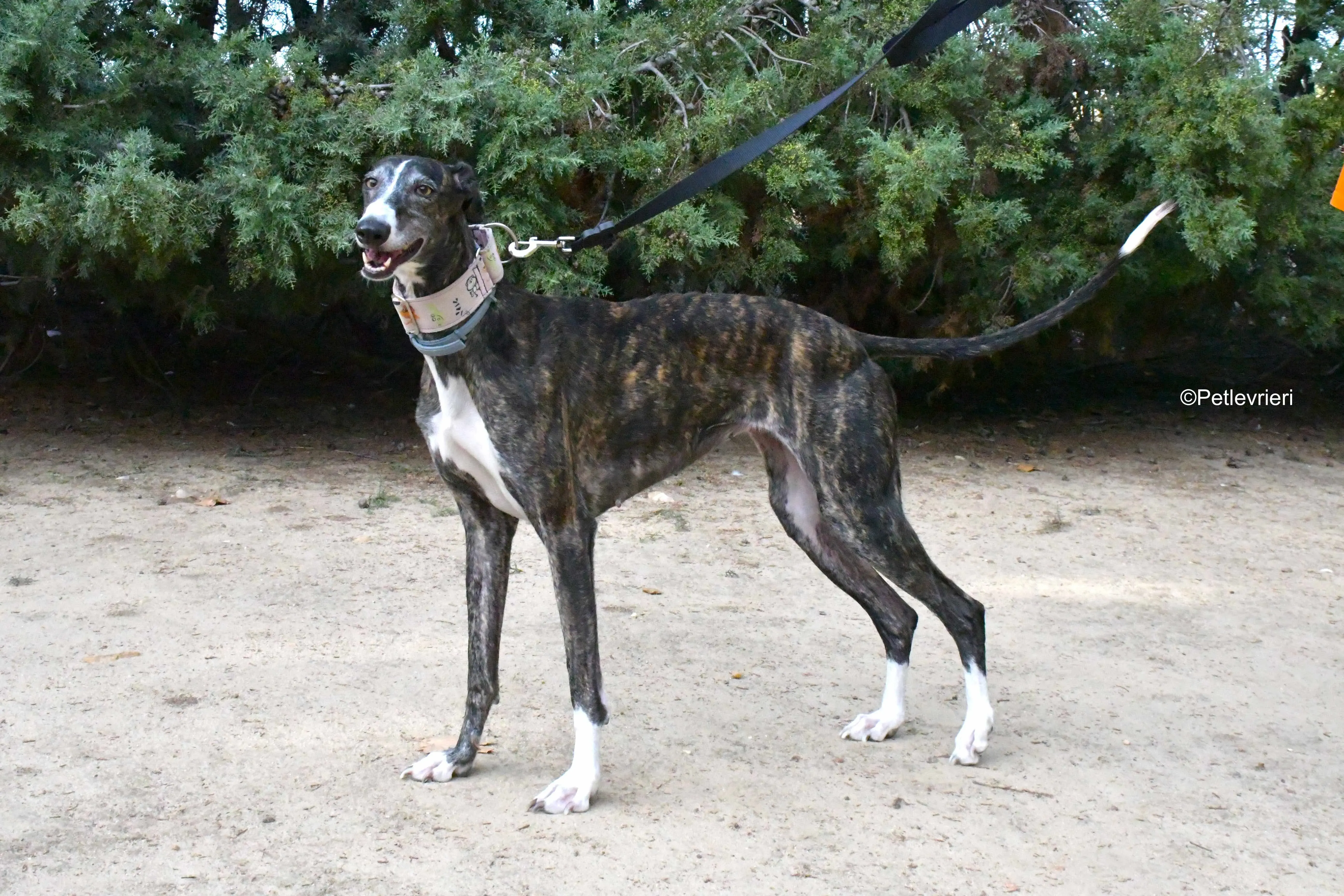 lenka adozione levrieri galgo 10