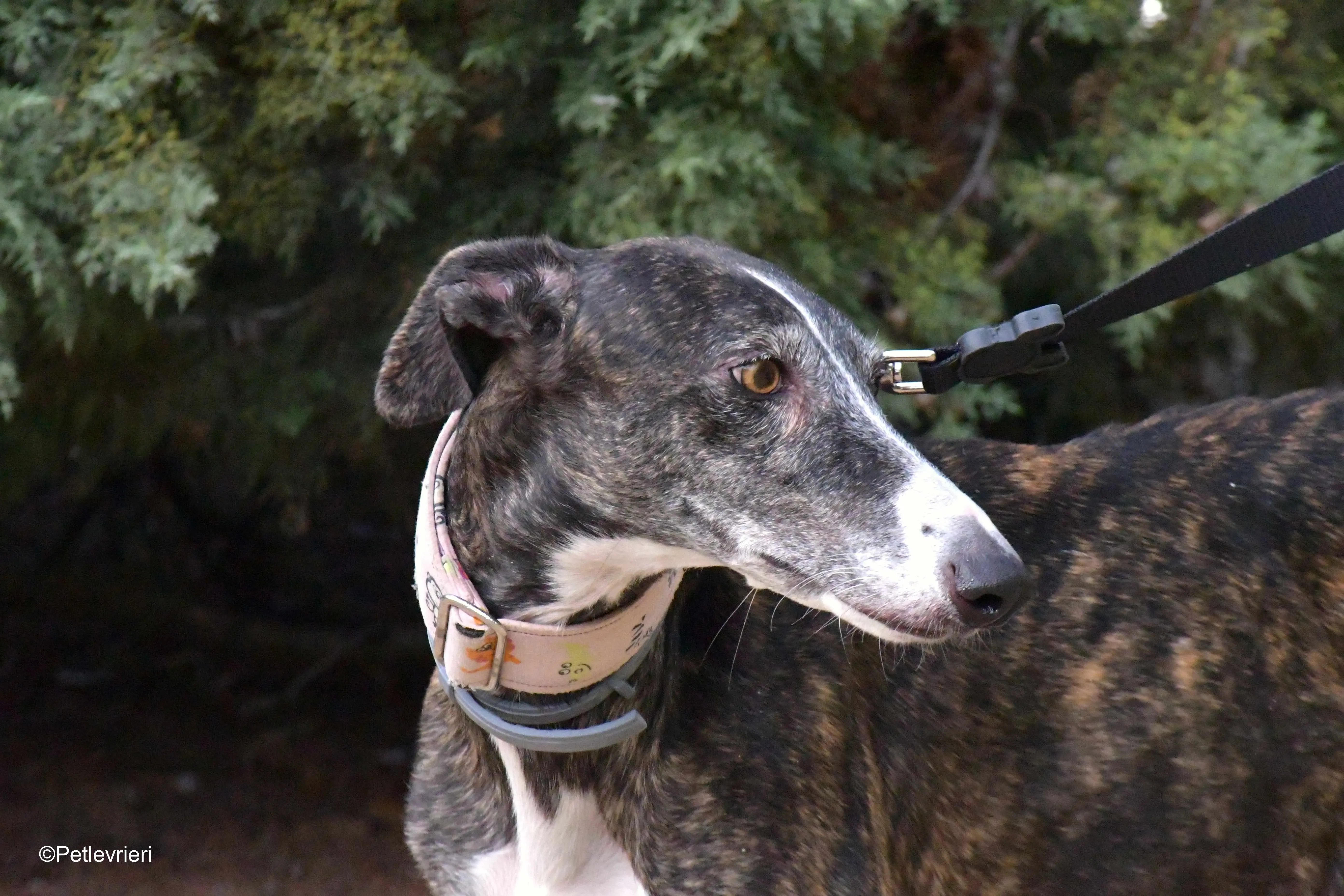 lenka adozione levrieri galgo 11