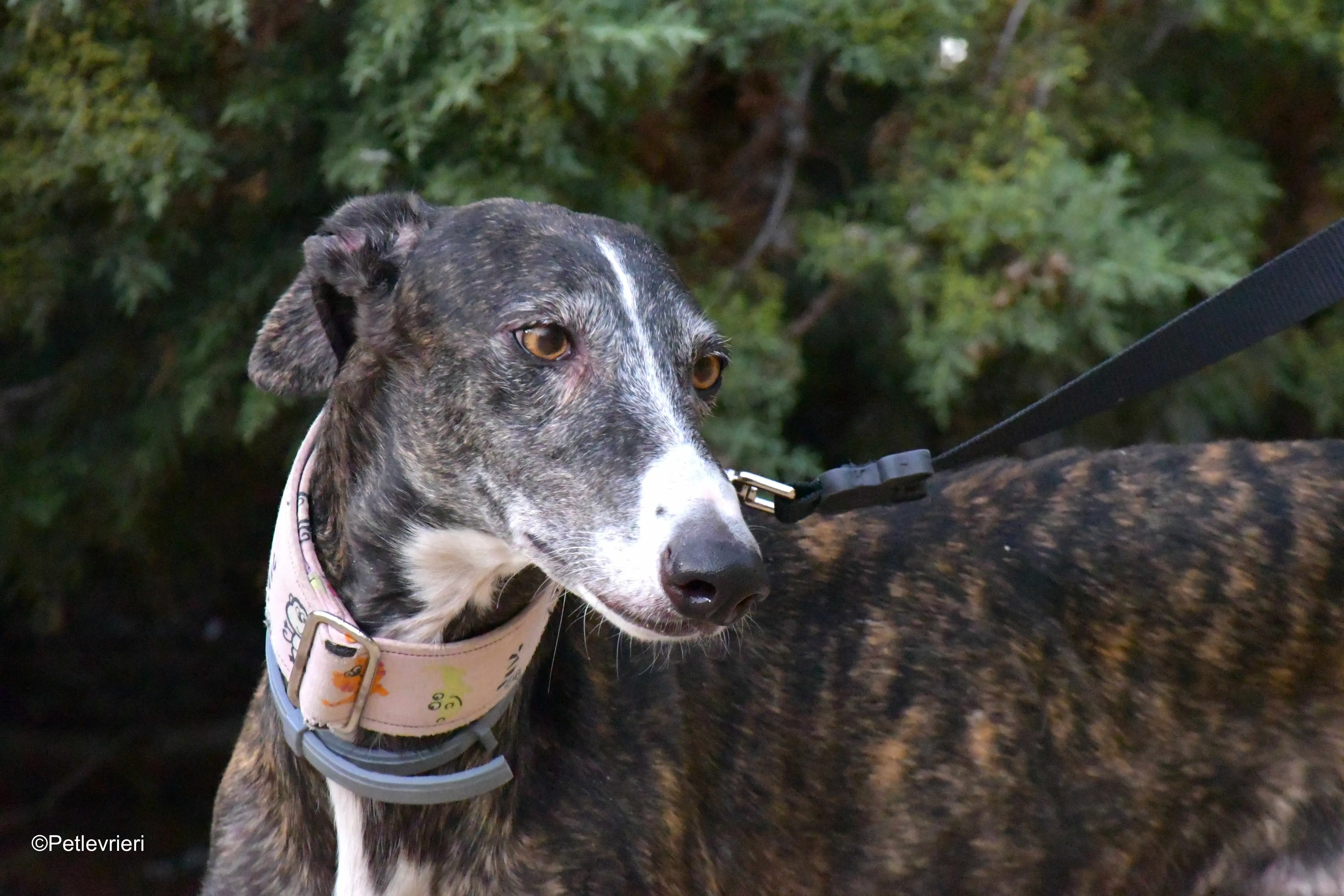 lenka adozione levrieri galgo 12