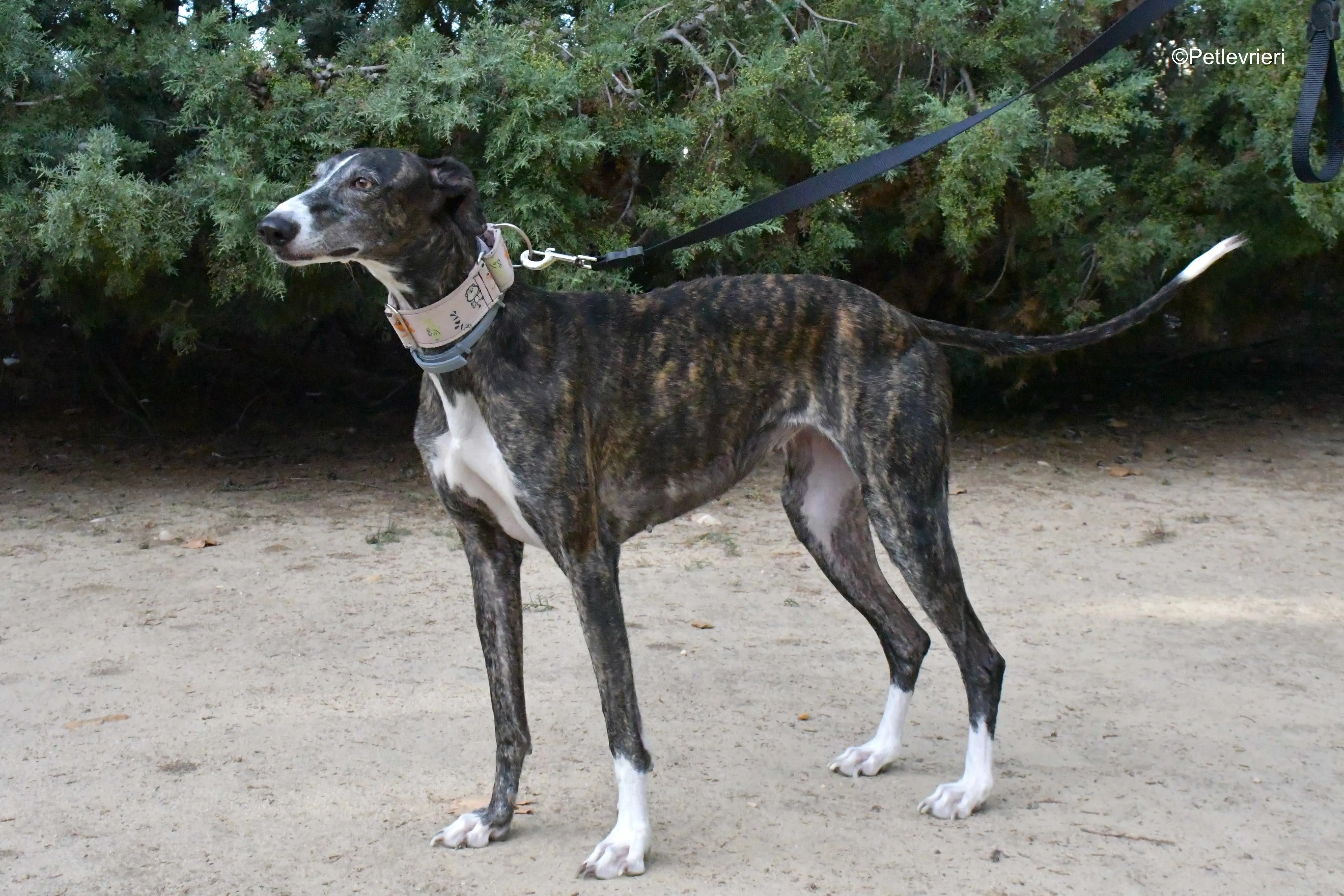 lenka adozione levrieri galgo 13