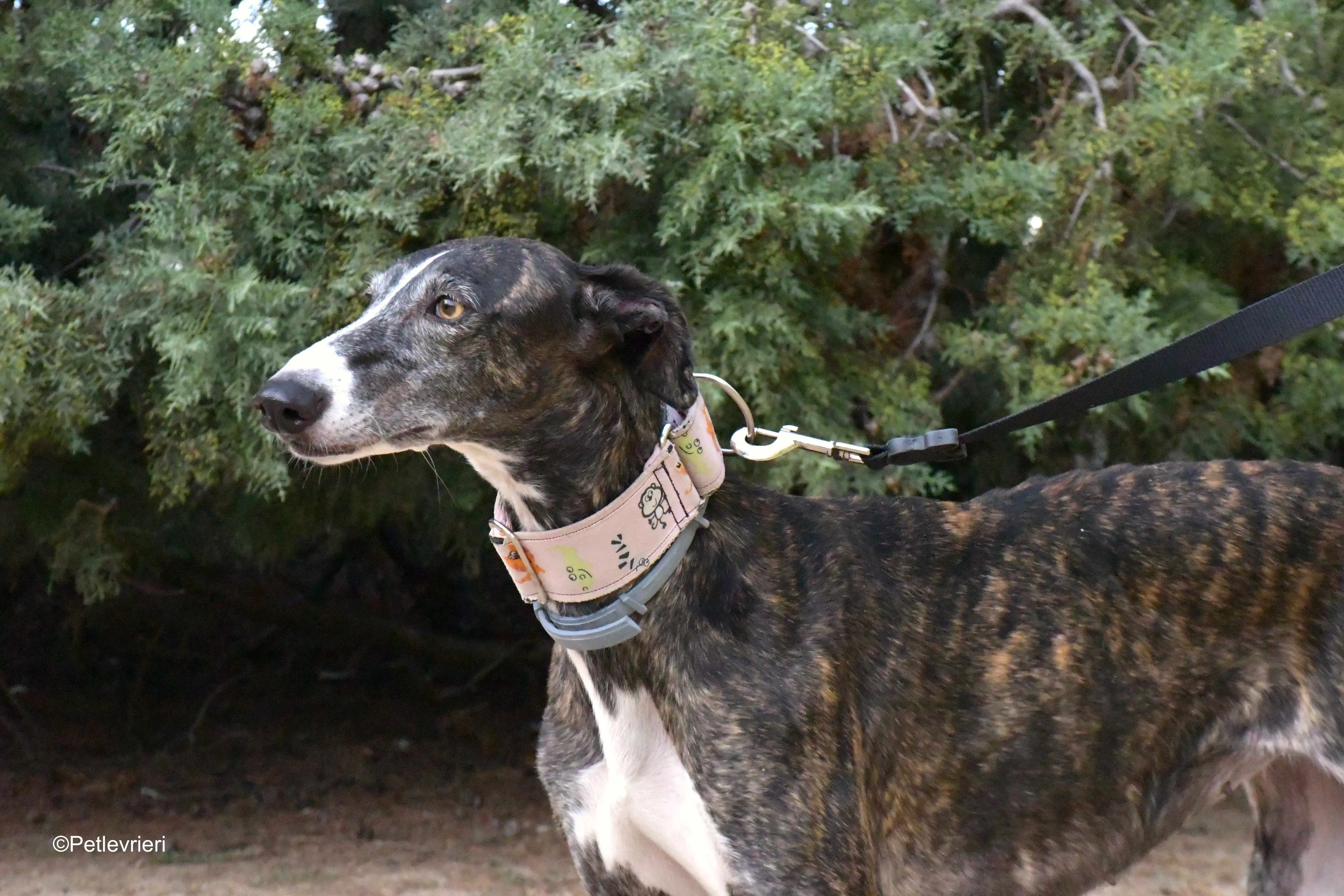 lenka adozione levrieri galgo 14