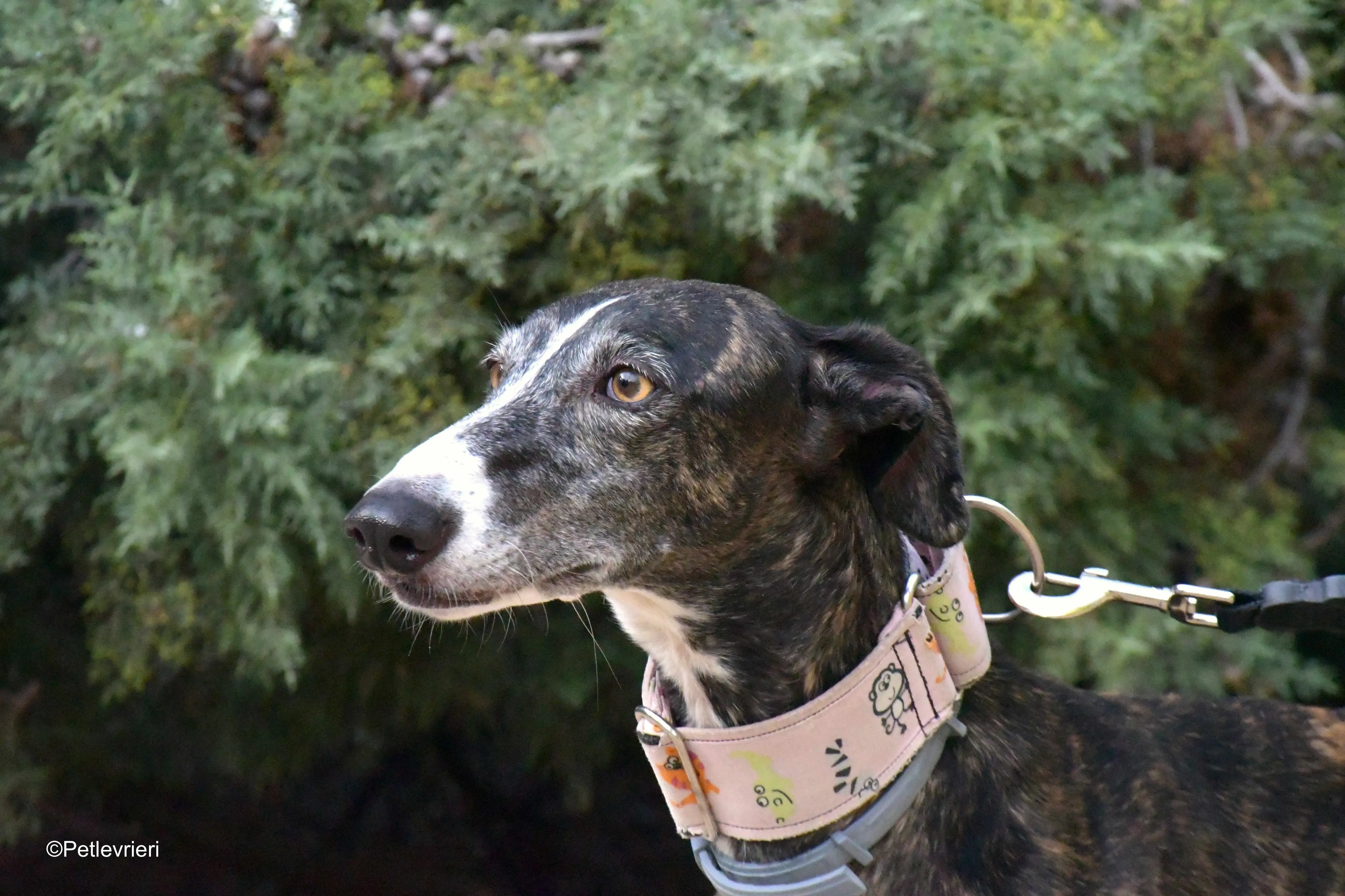 lenka adozione levrieri galgo 15