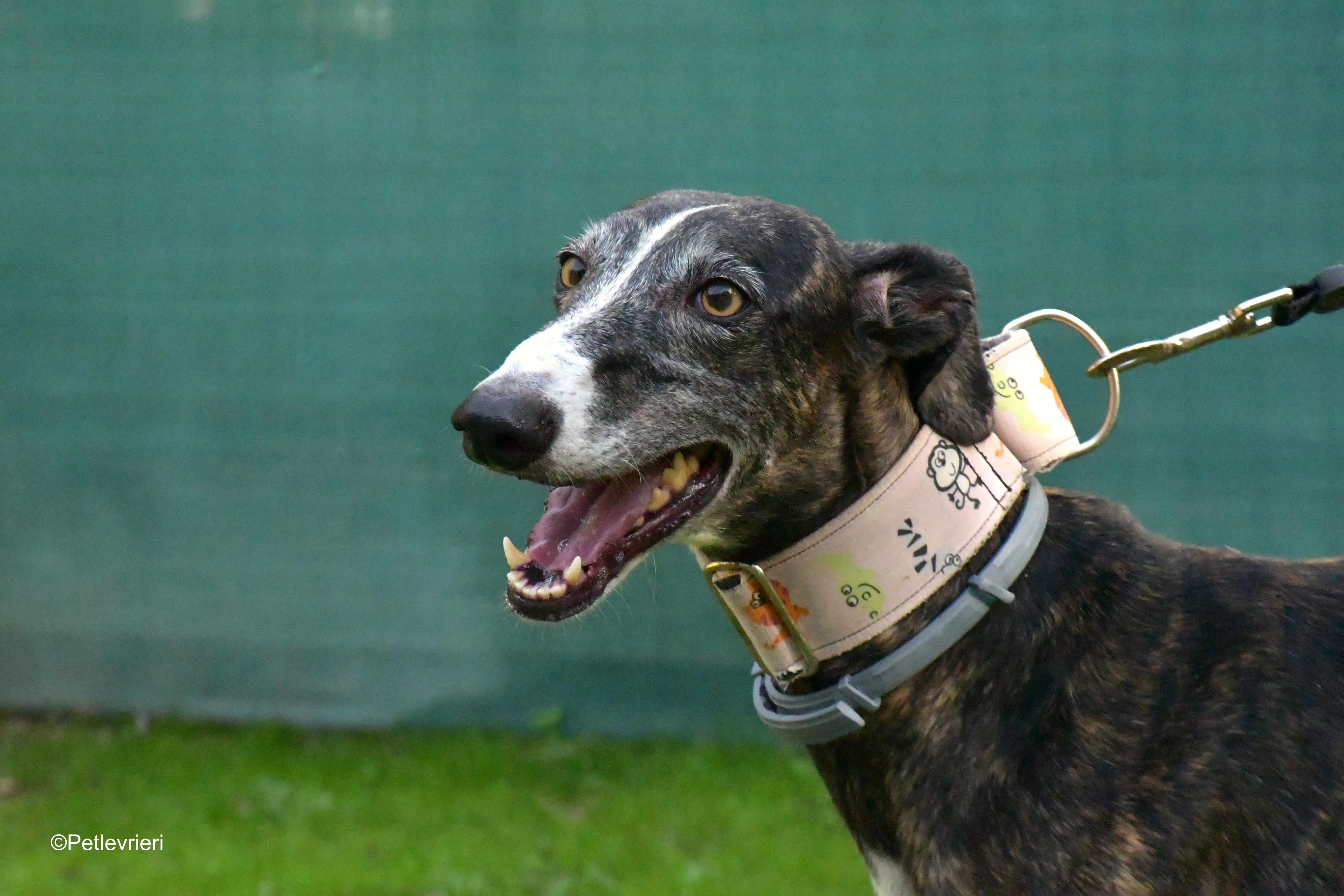 lenka adozione levrieri galgo 16