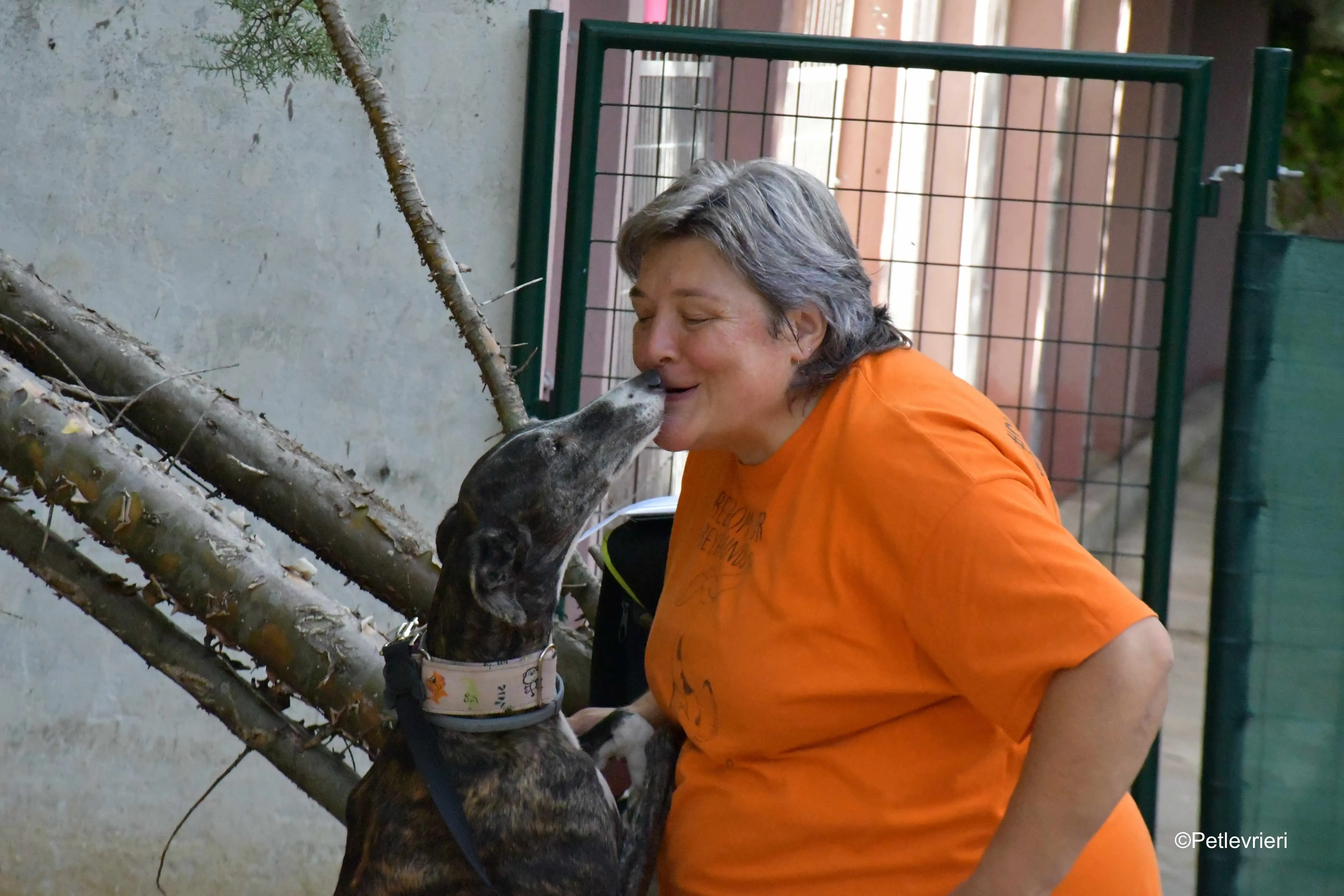 lenka adozione levrieri galgo 2