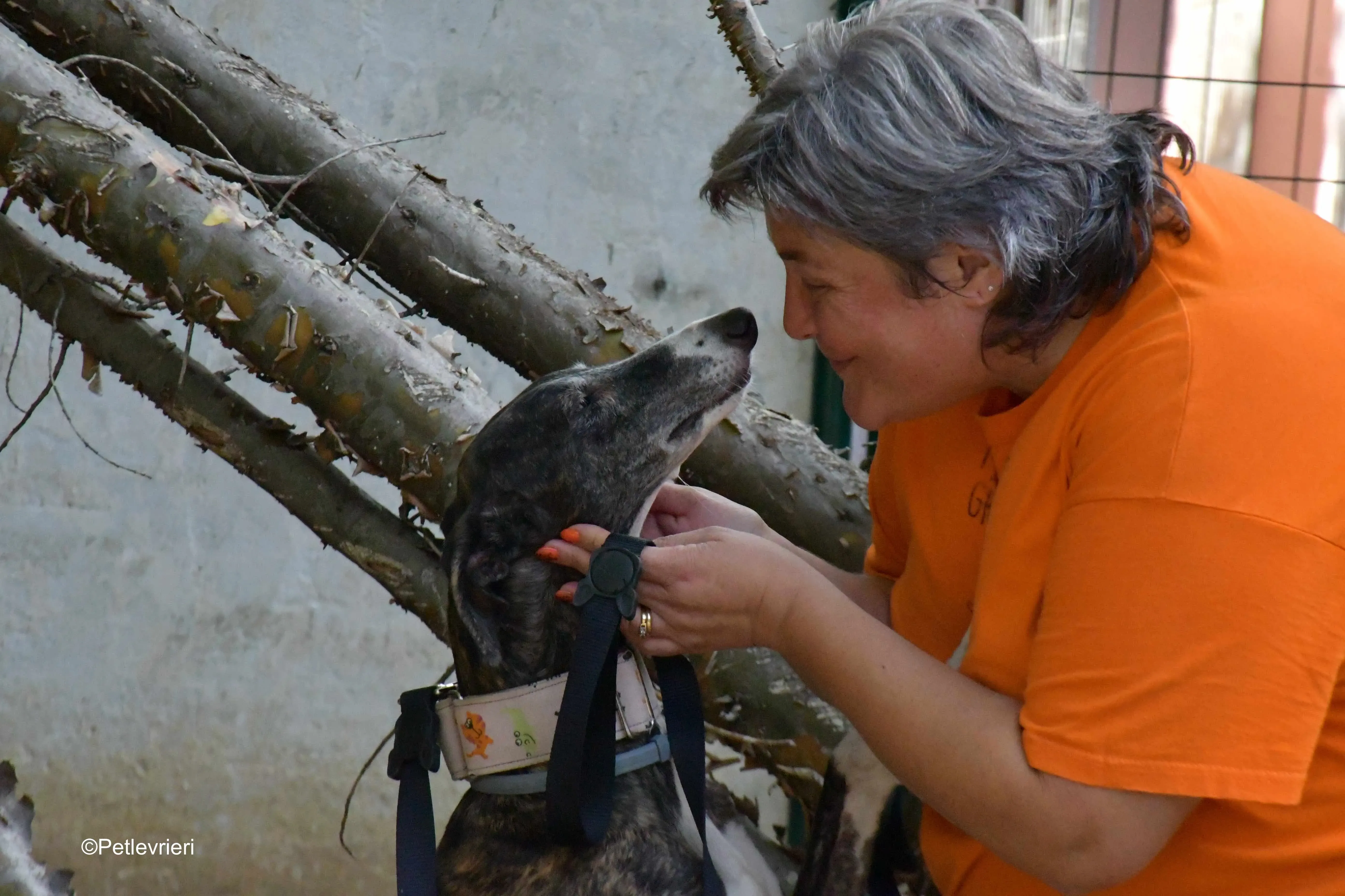 lenka adozione levrieri galgo 3