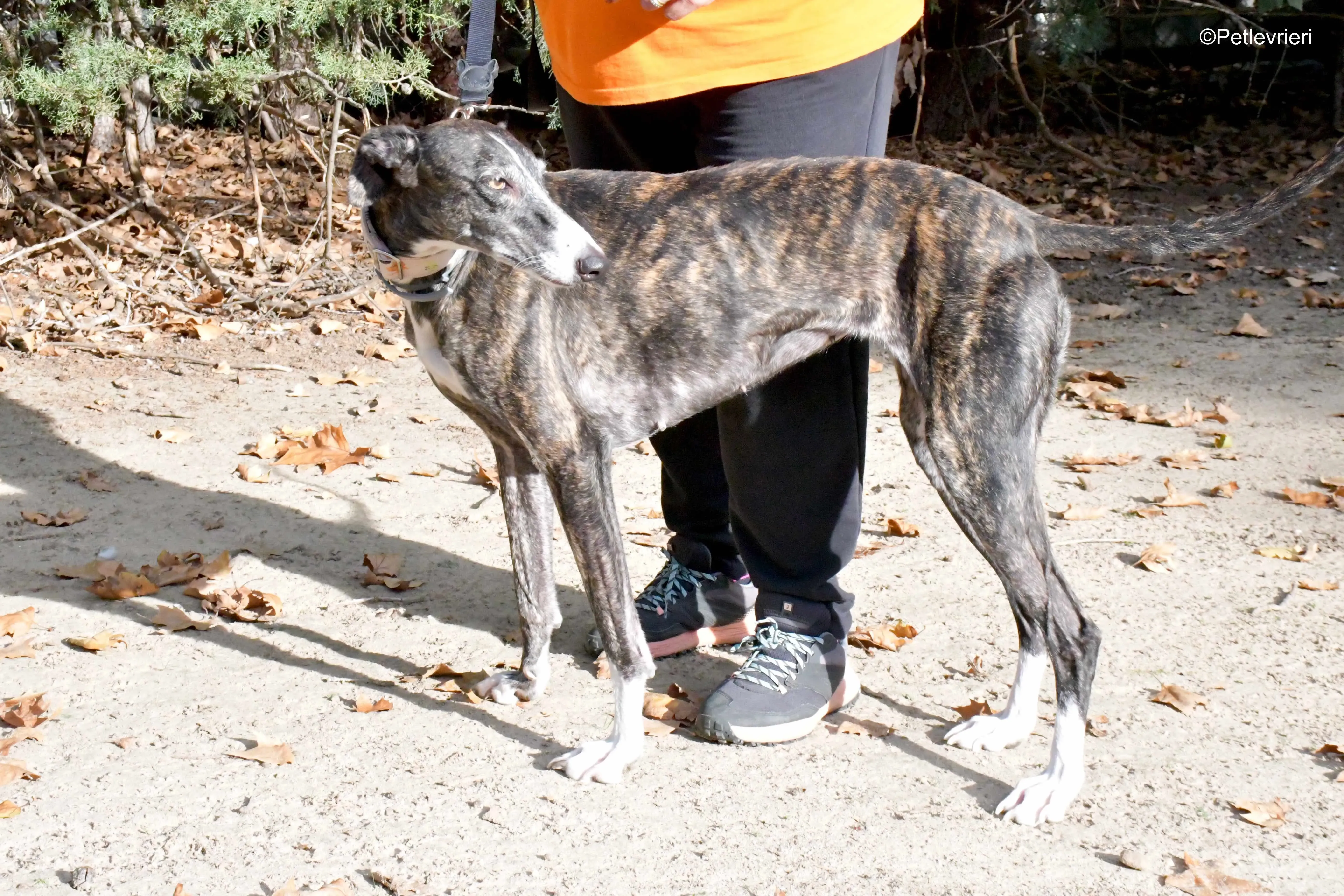 lenka adozione levrieri galgo 4