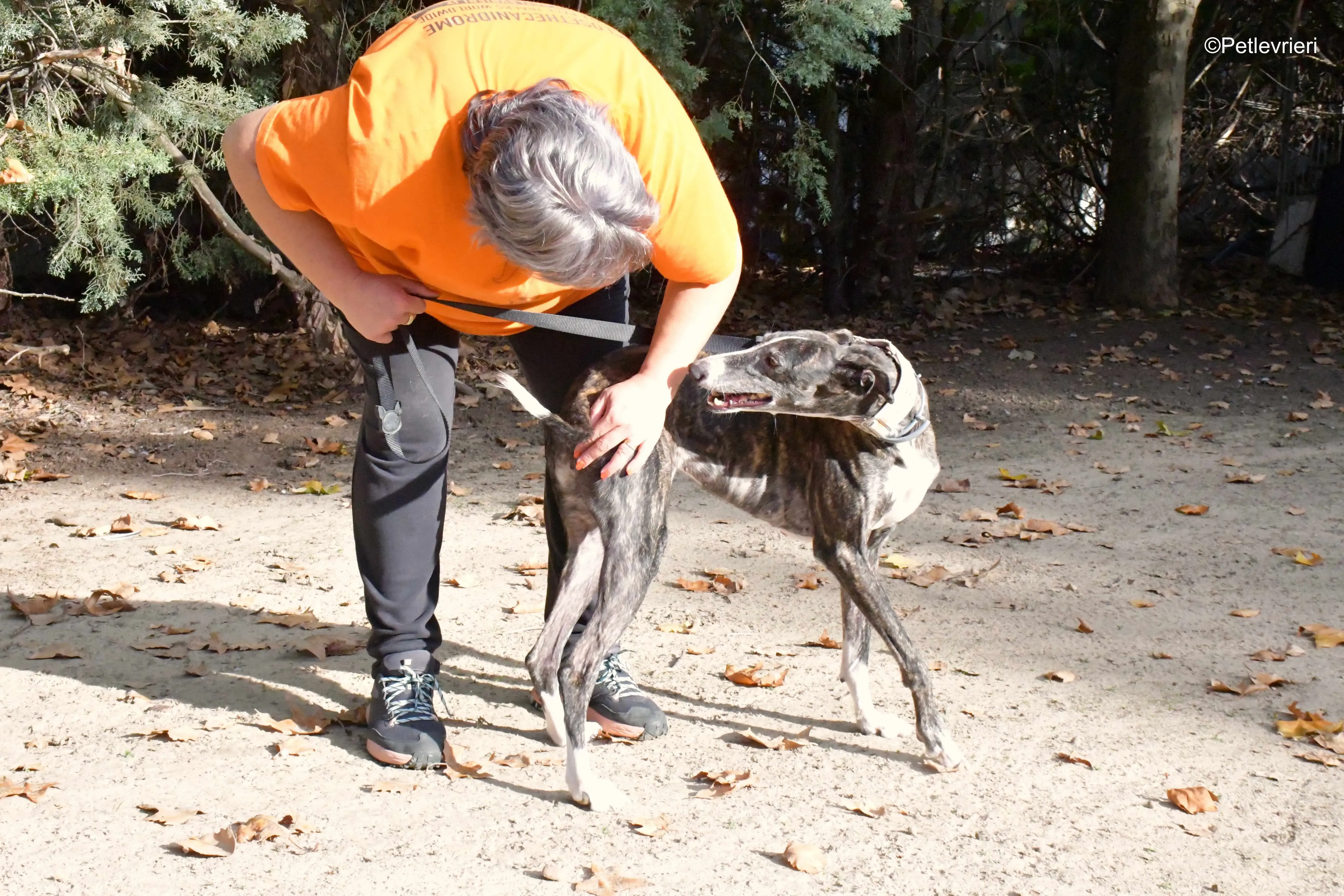 lenka adozione levrieri galgo 5