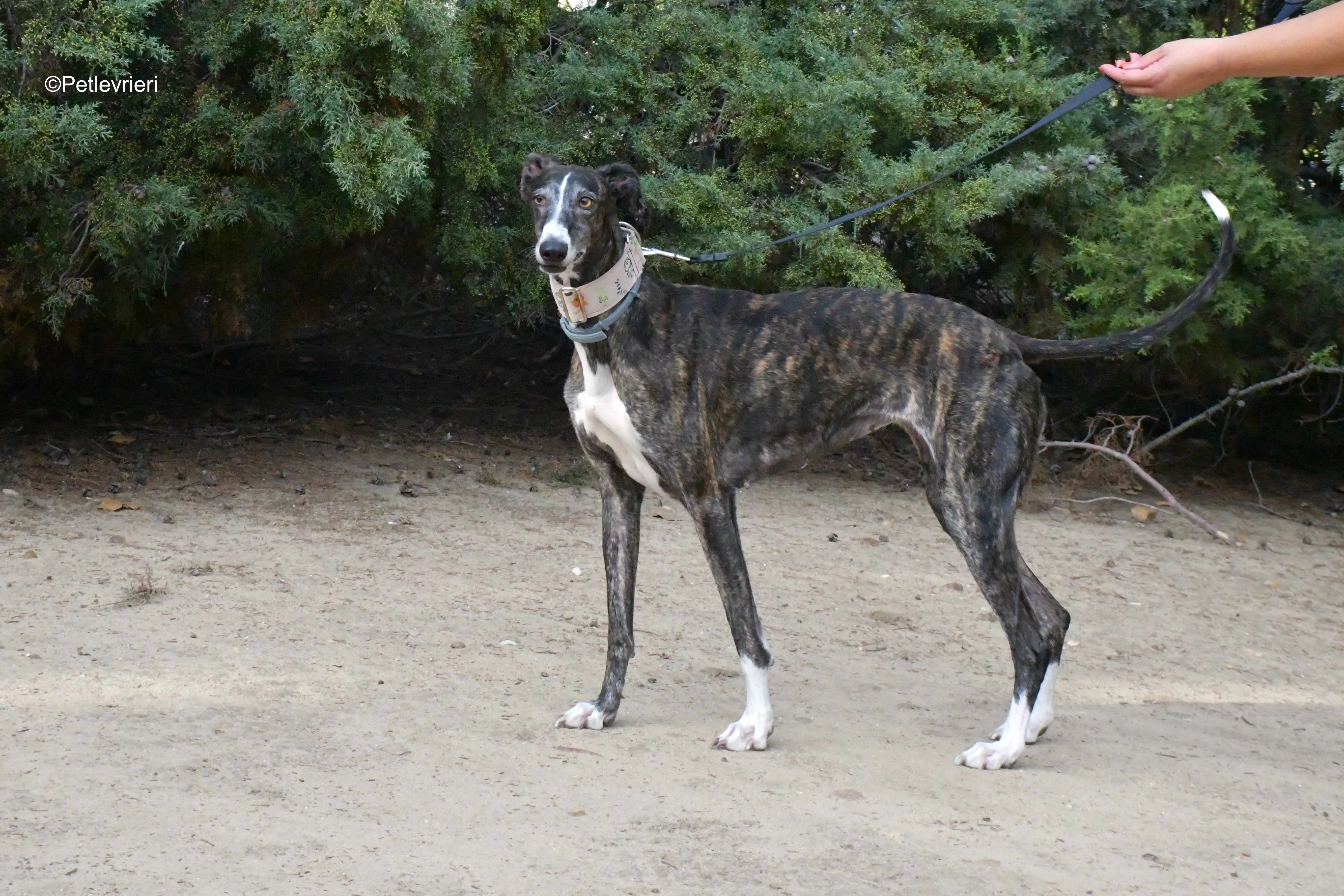 lenka adozione levrieri galgo 6