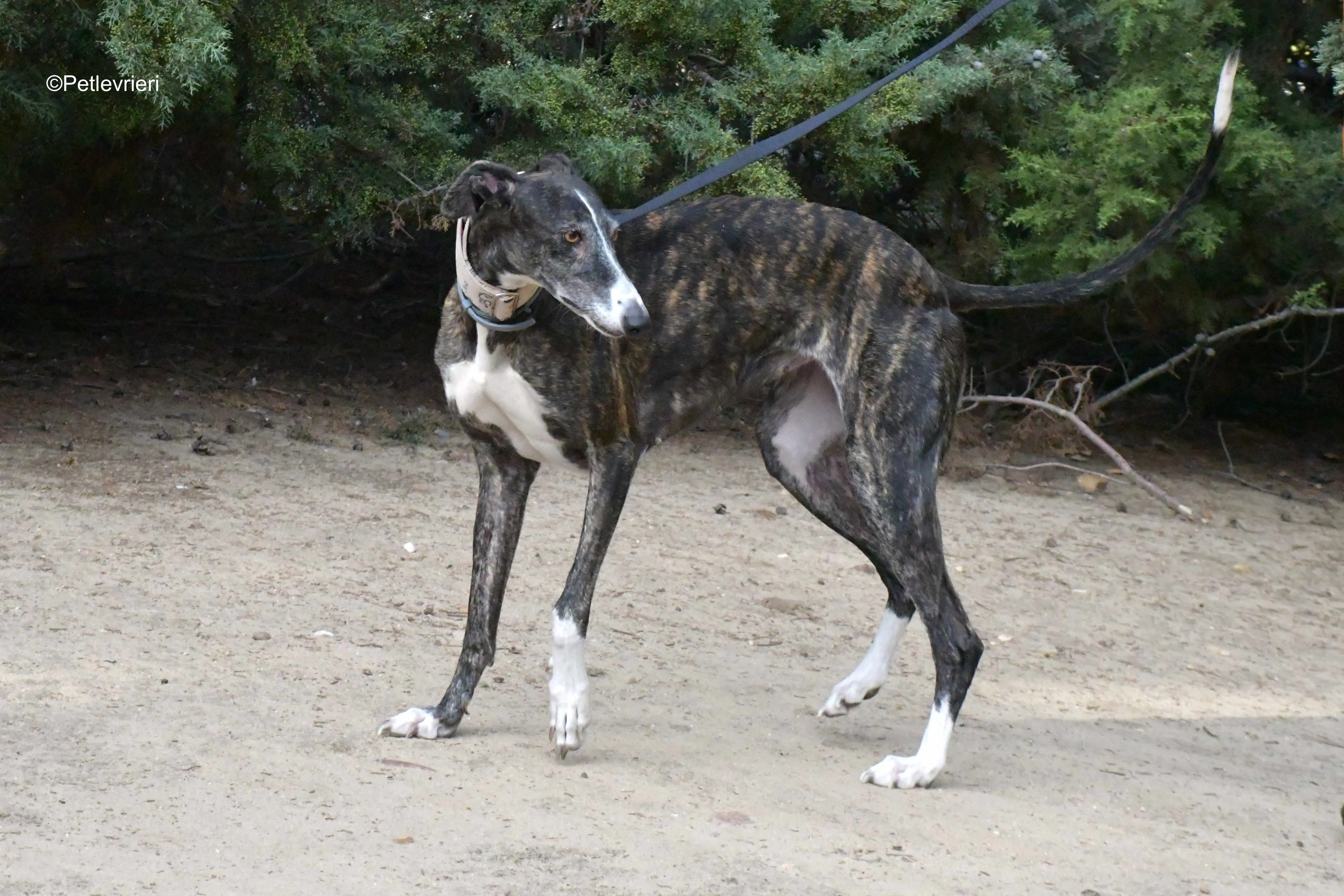 lenka adozione levrieri galgo 7