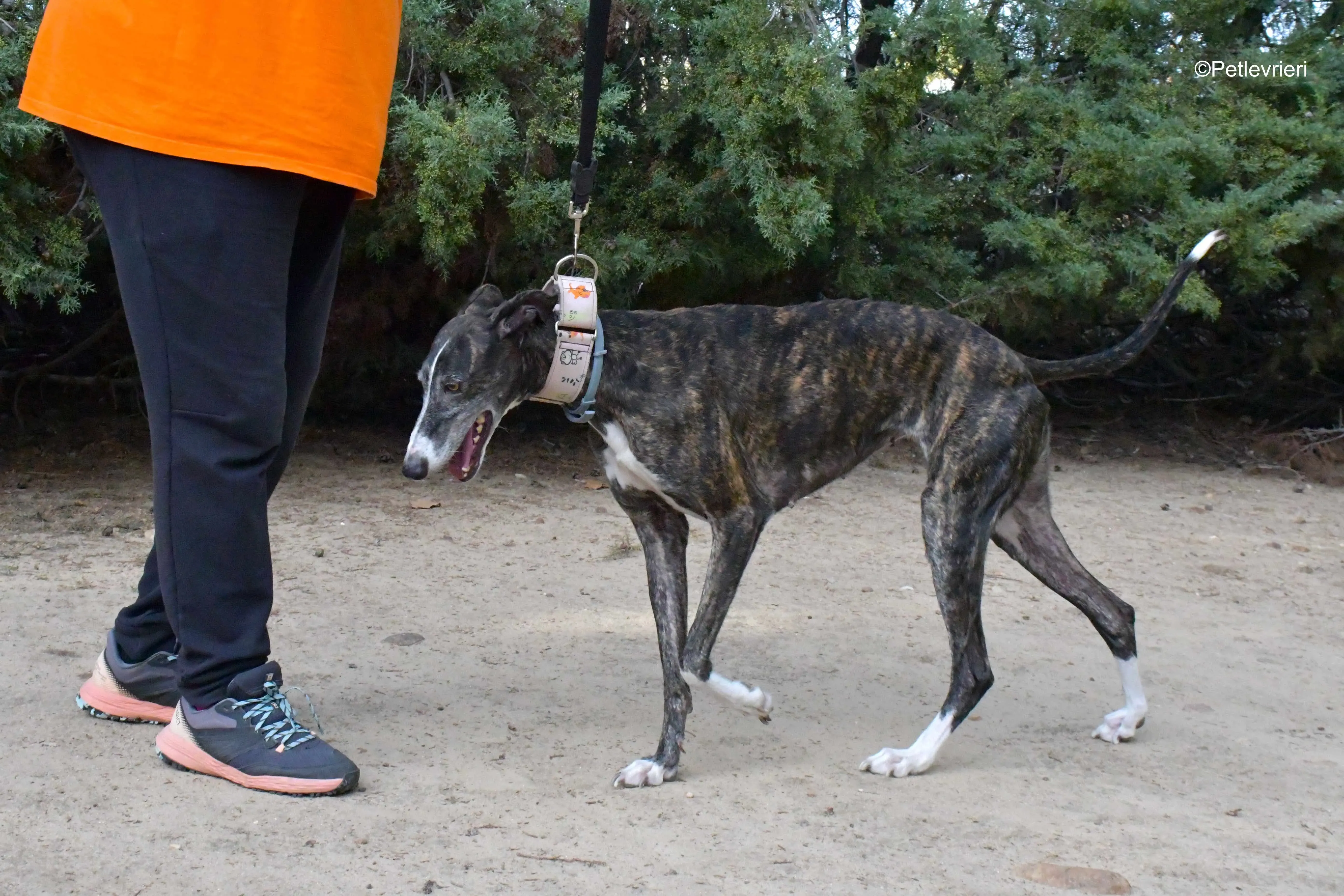 lenka adozione levrieri galgo 8