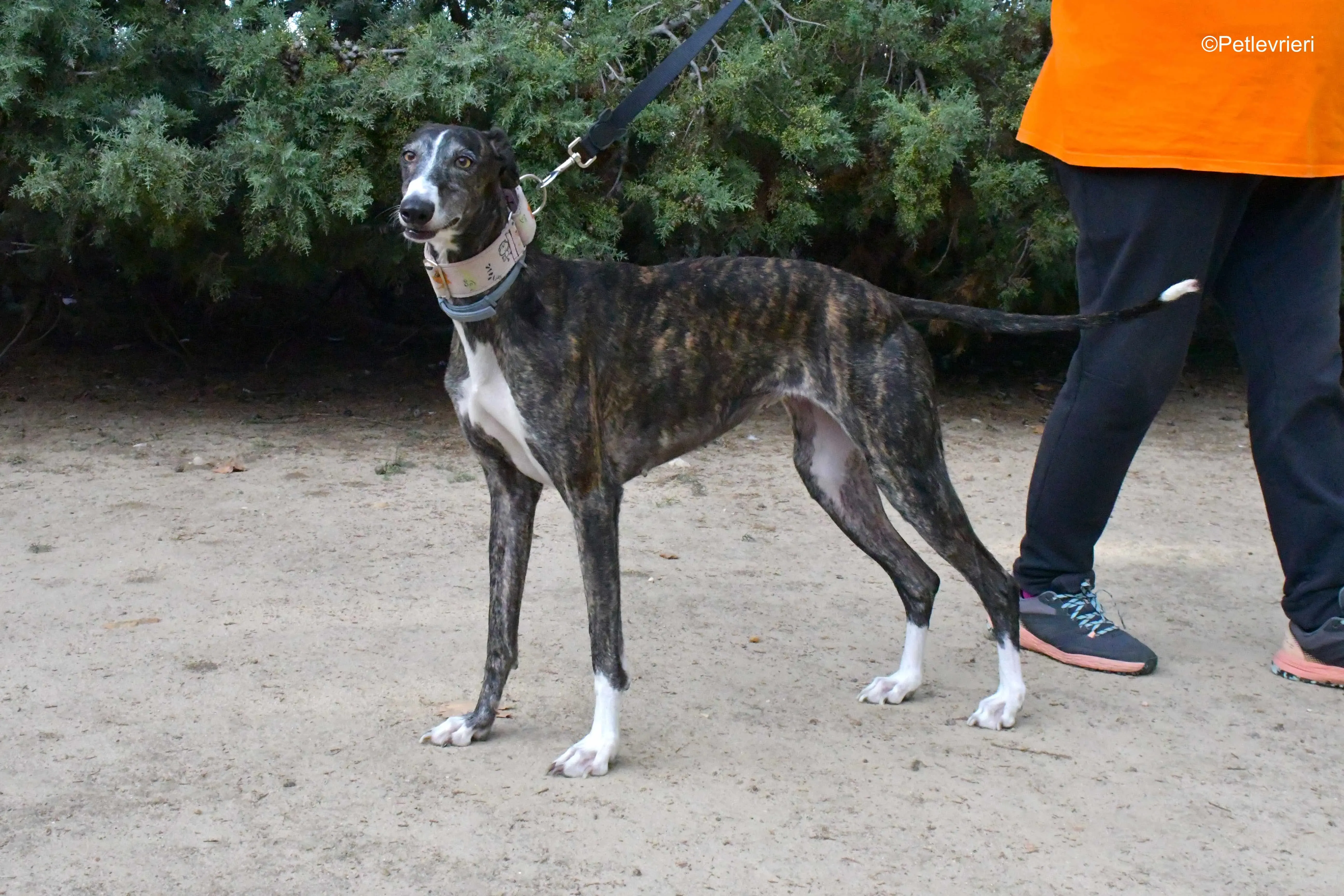 lenka adozione levrieri galgo 9