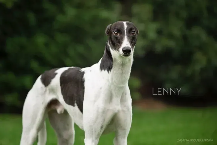 lenny adozione greyhound 1 1