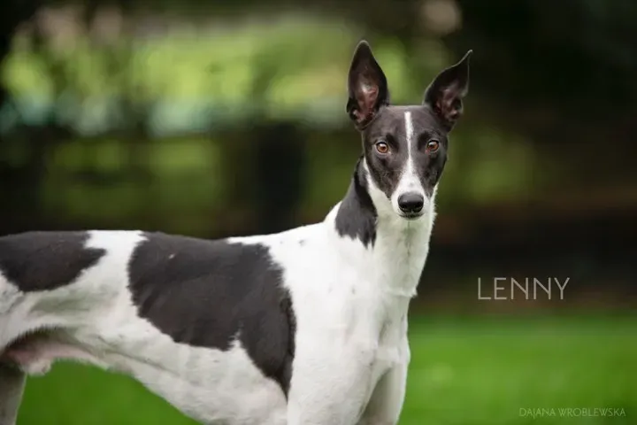 lenny adozione greyhound 10
