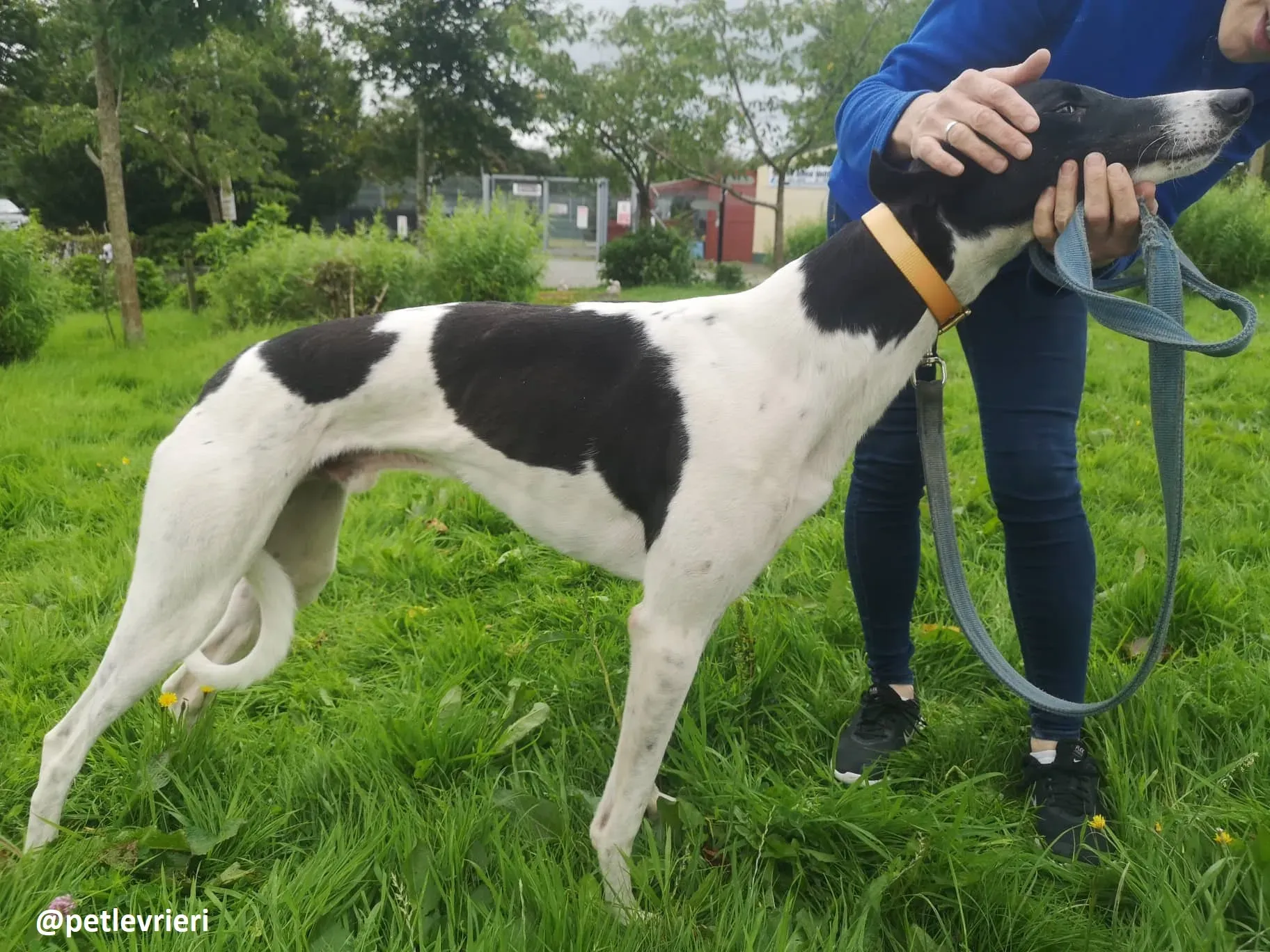 lenny adozione greyhound 2