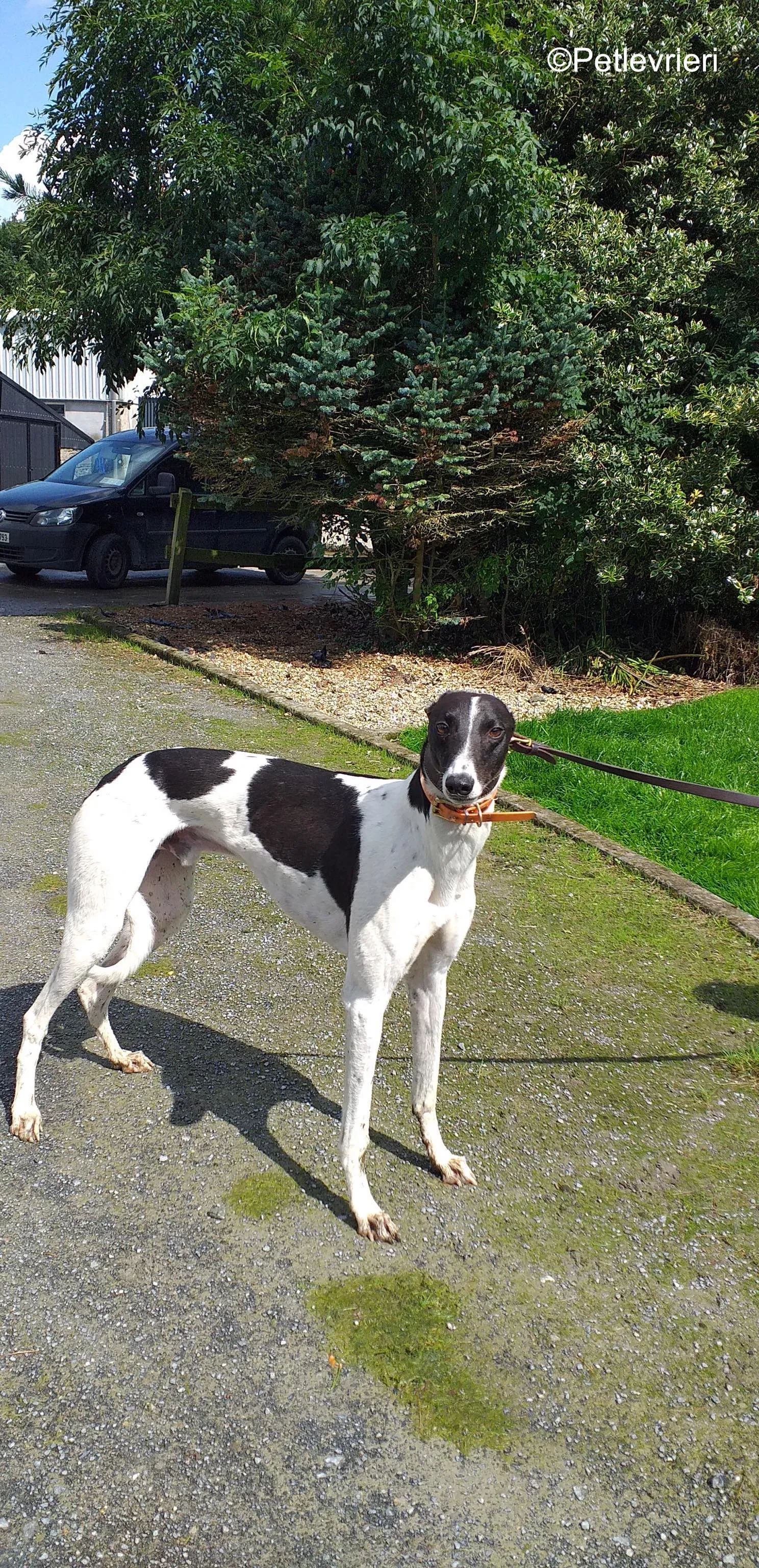 lenny adozione levrieri greyhound 1