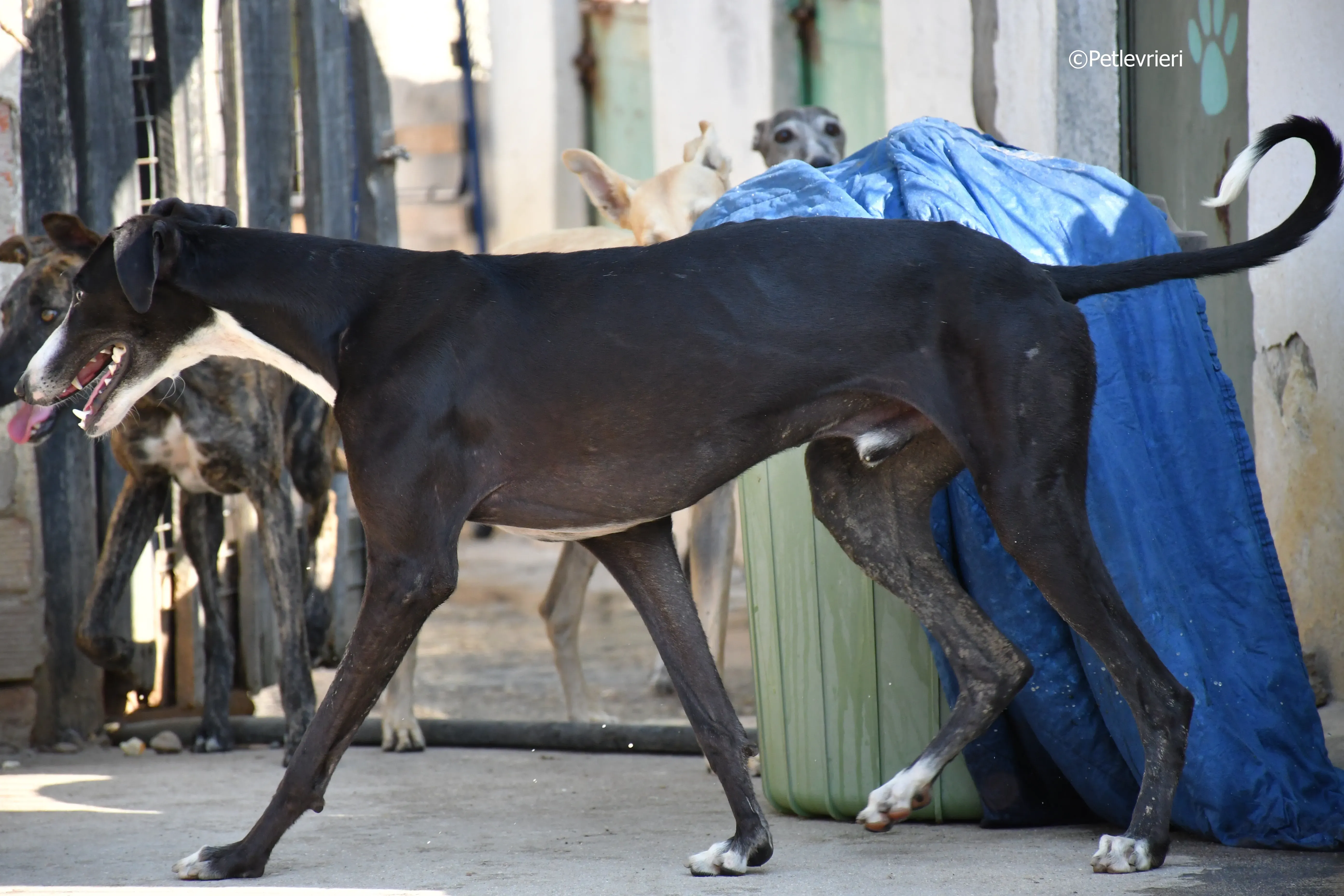 lenu adozione levrieri galgo 1