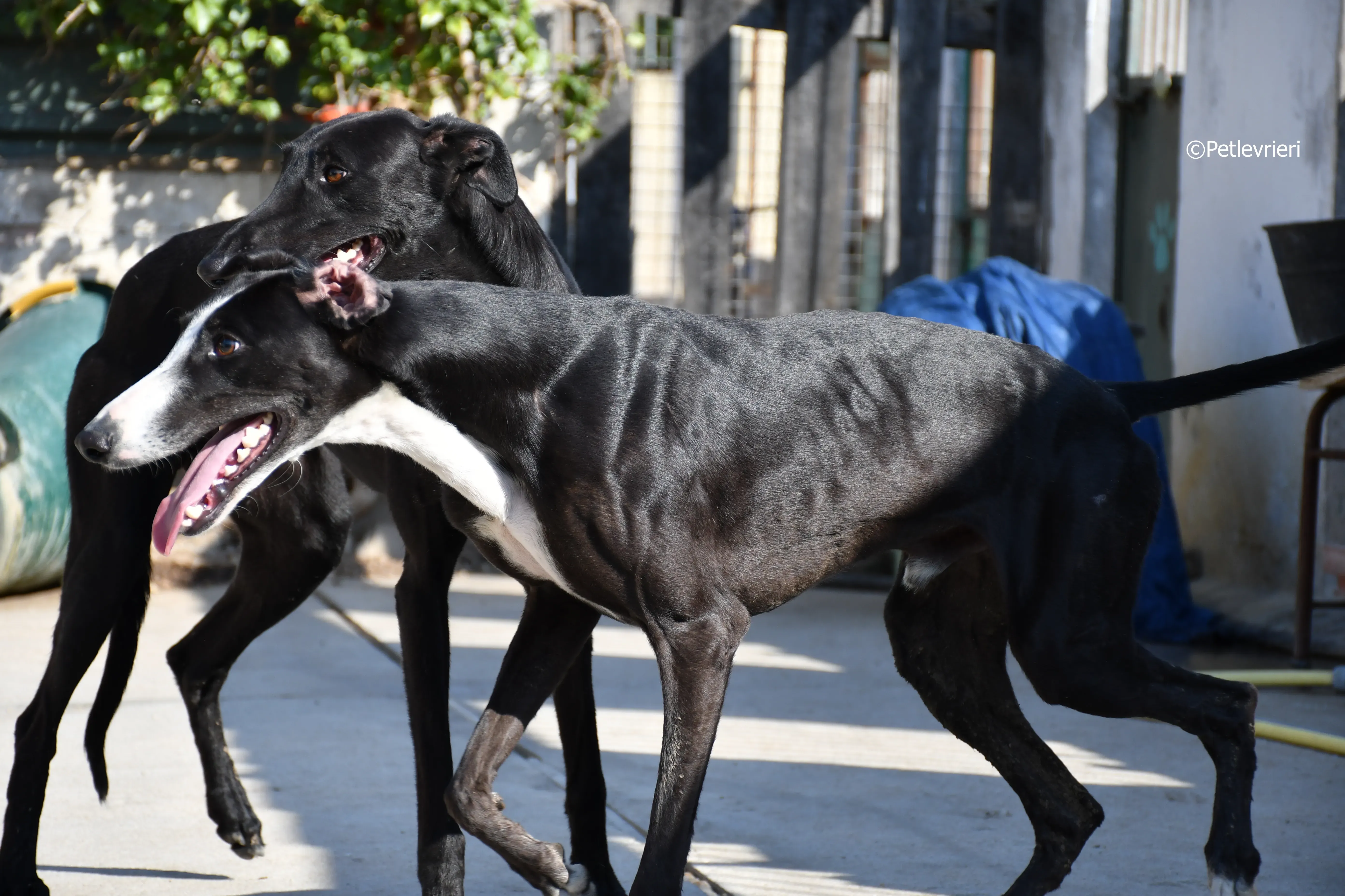 lenu adozione levrieri galgo 11