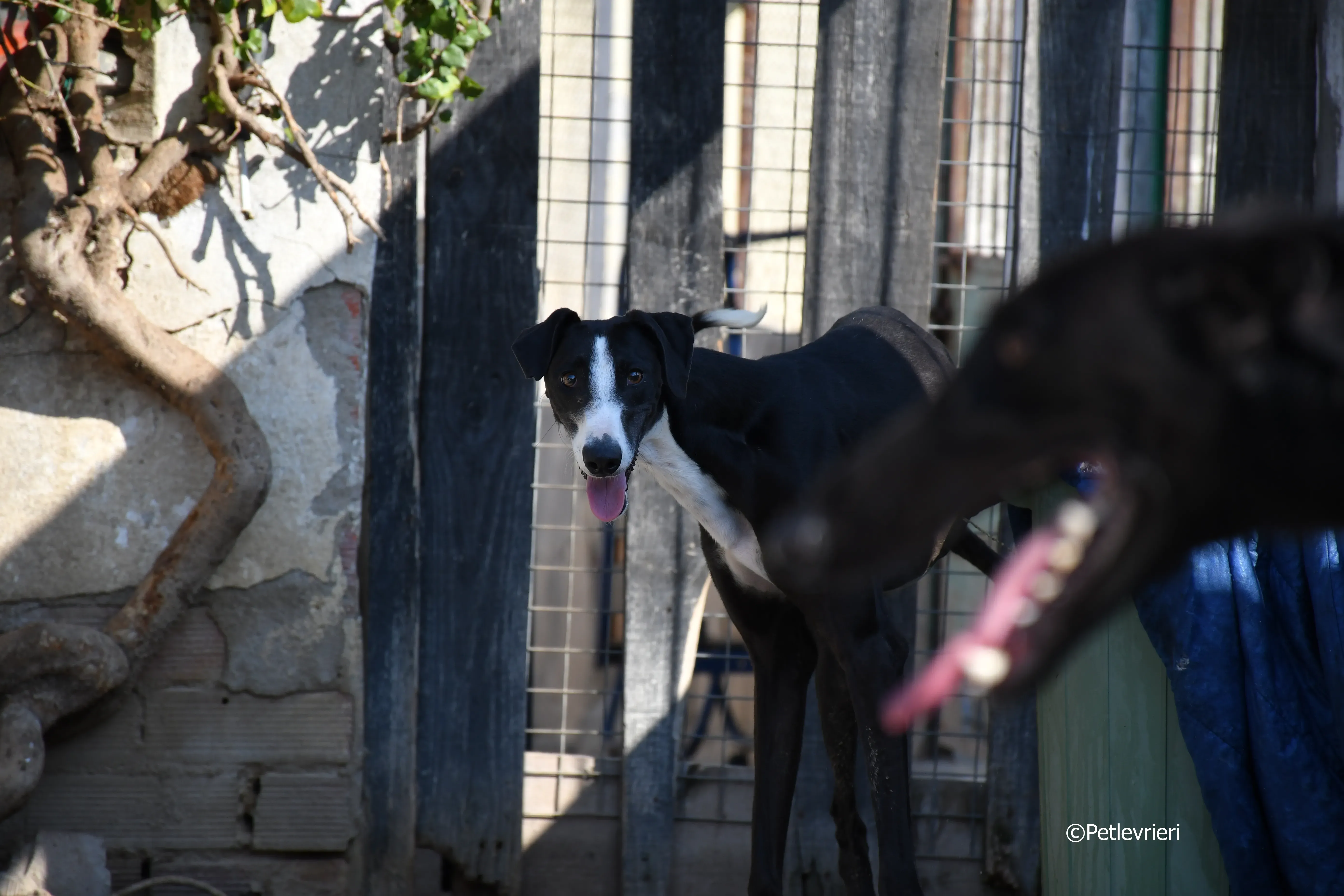 lenu adozione levrieri galgo 12