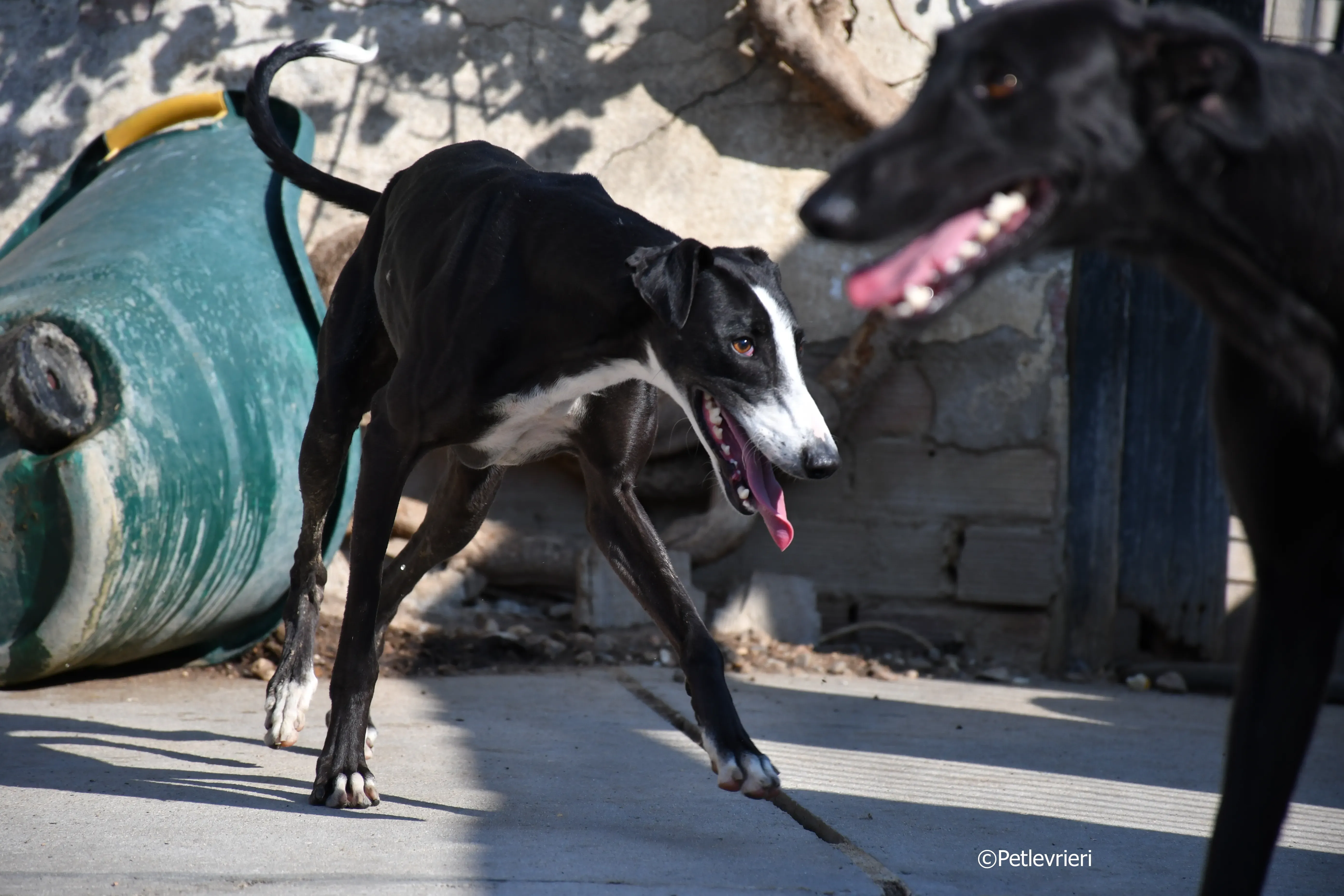 lenu adozione levrieri galgo 14