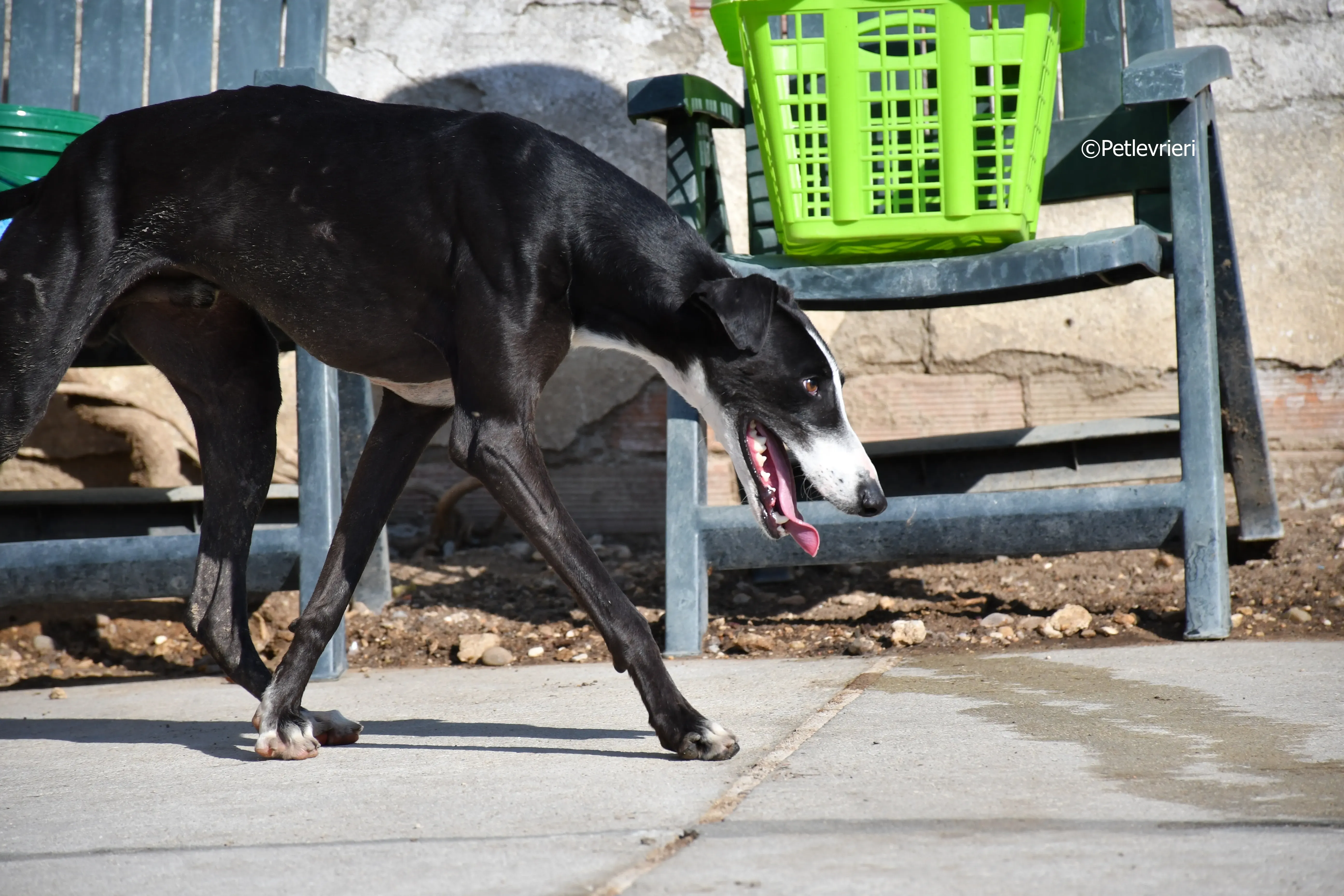 lenu adozione levrieri galgo 16