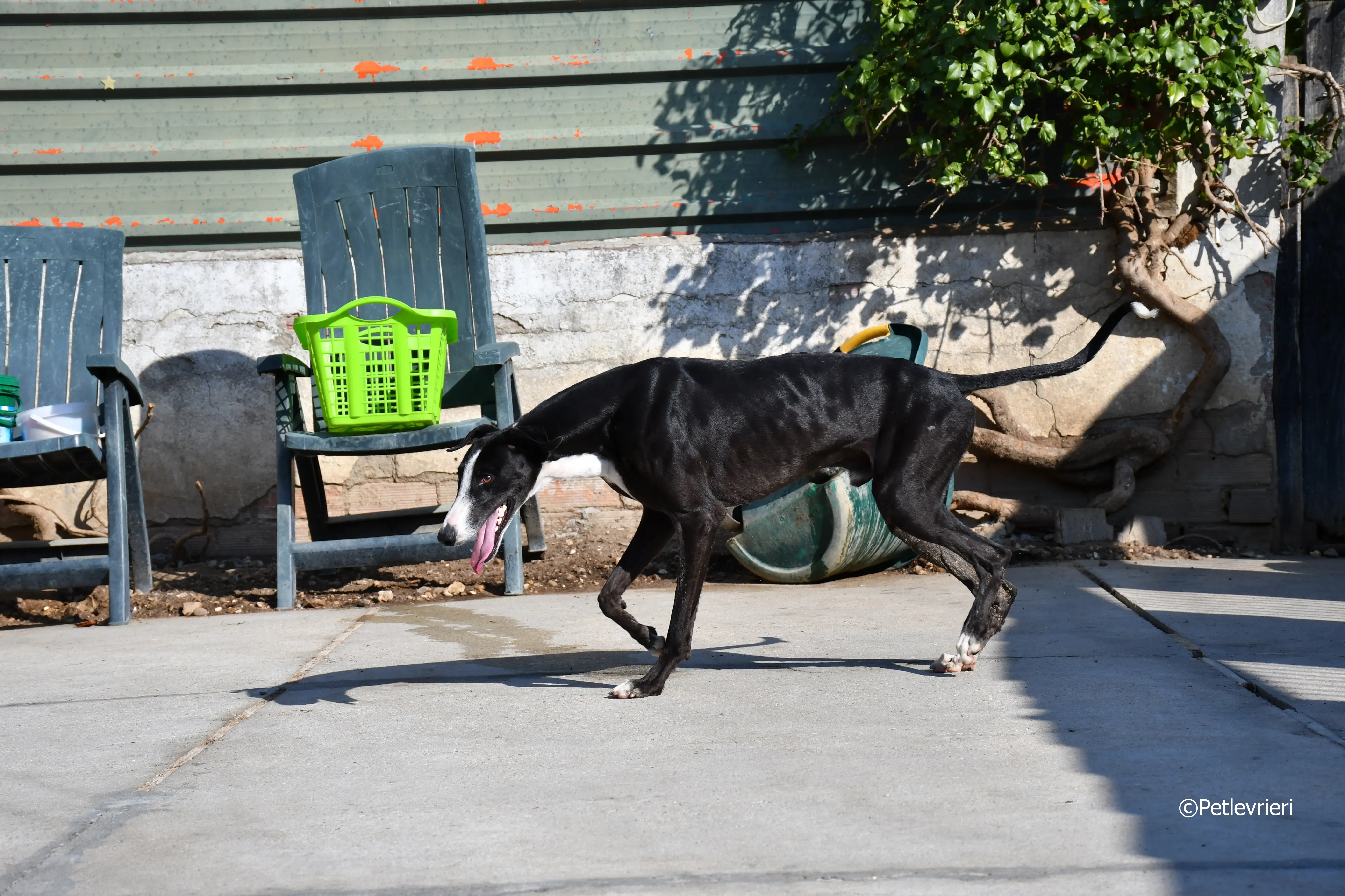 lenu adozione levrieri galgo 17