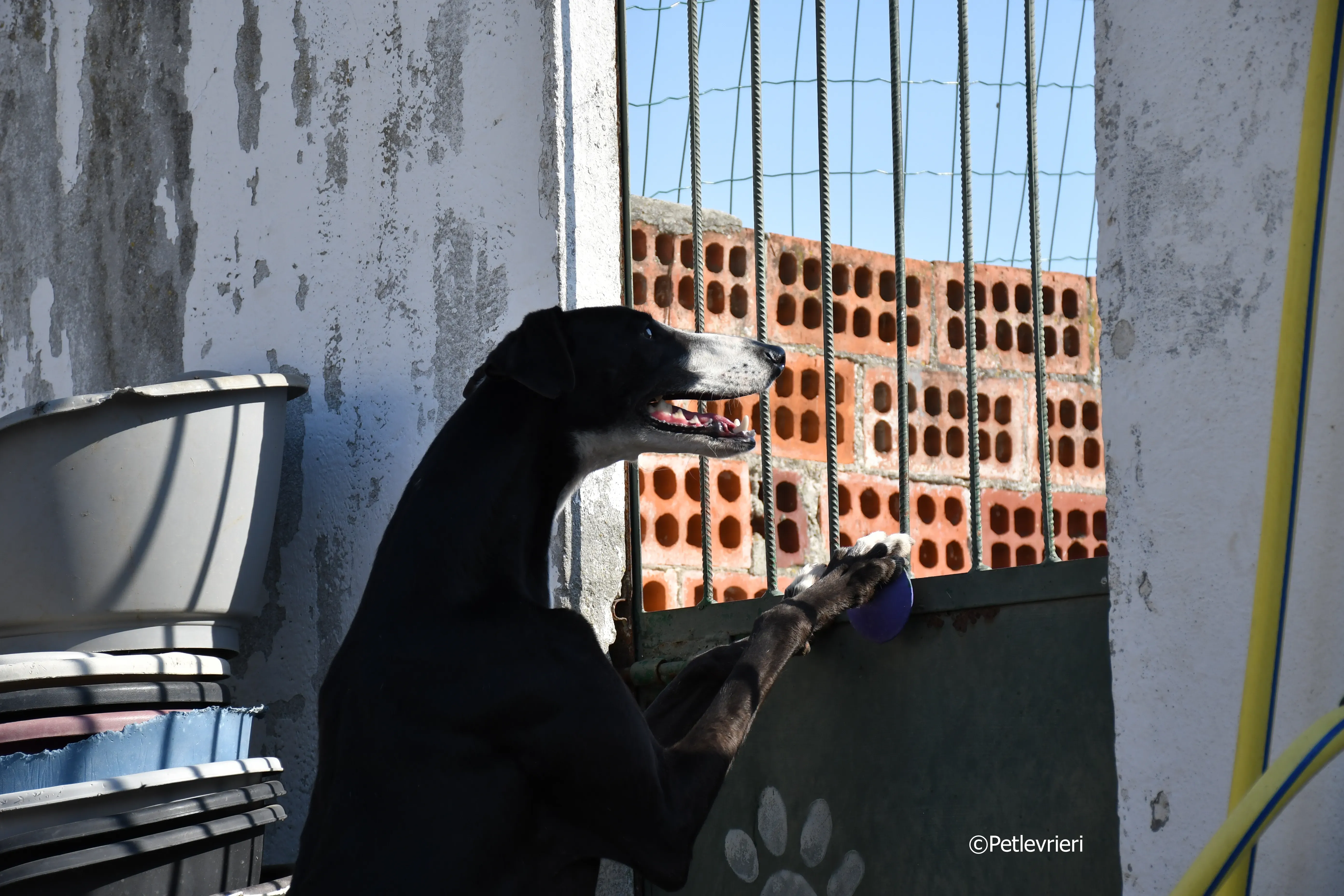 lenu adozione levrieri galgo 18