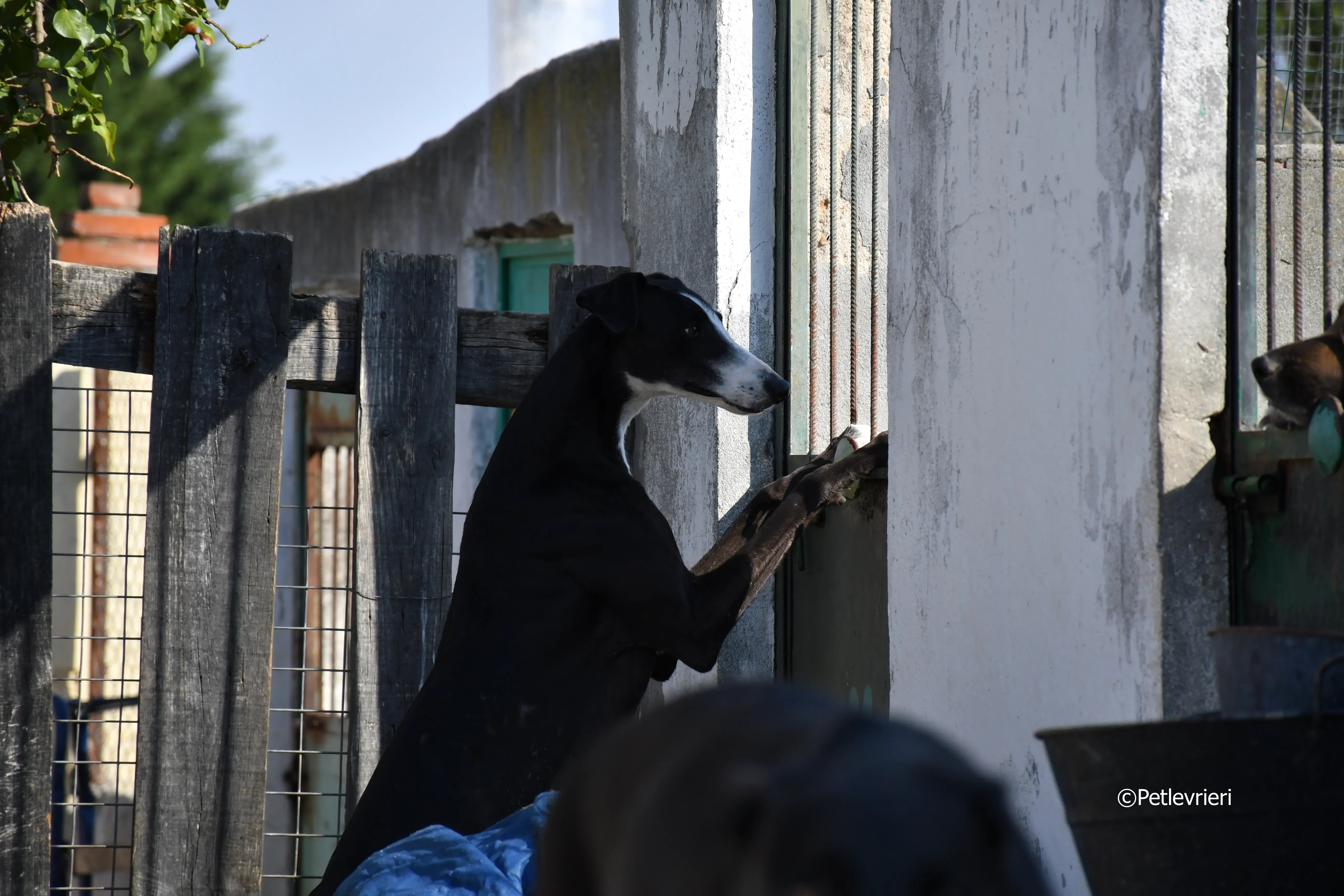 lenu adozione levrieri galgo 19