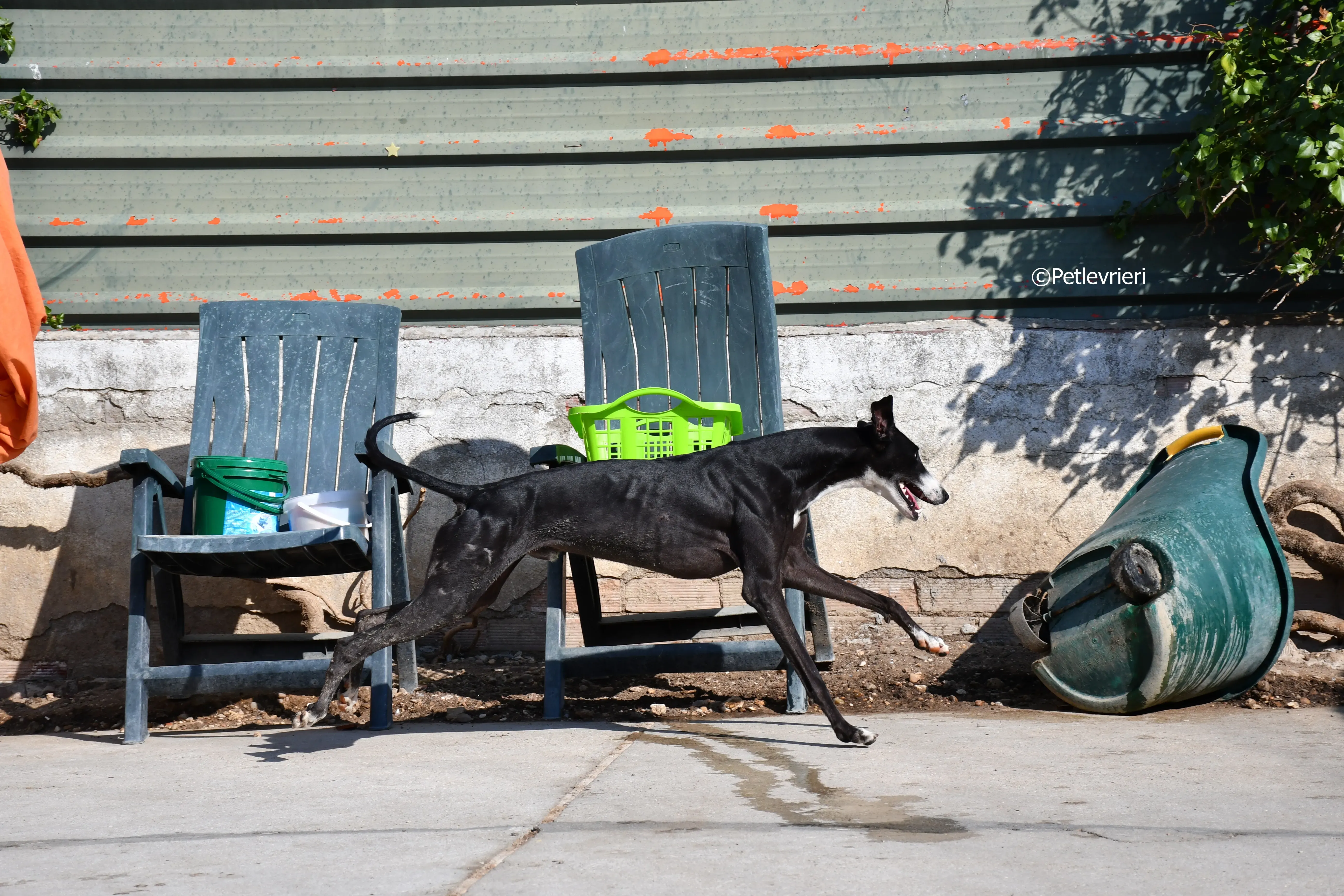lenu adozione levrieri galgo 2