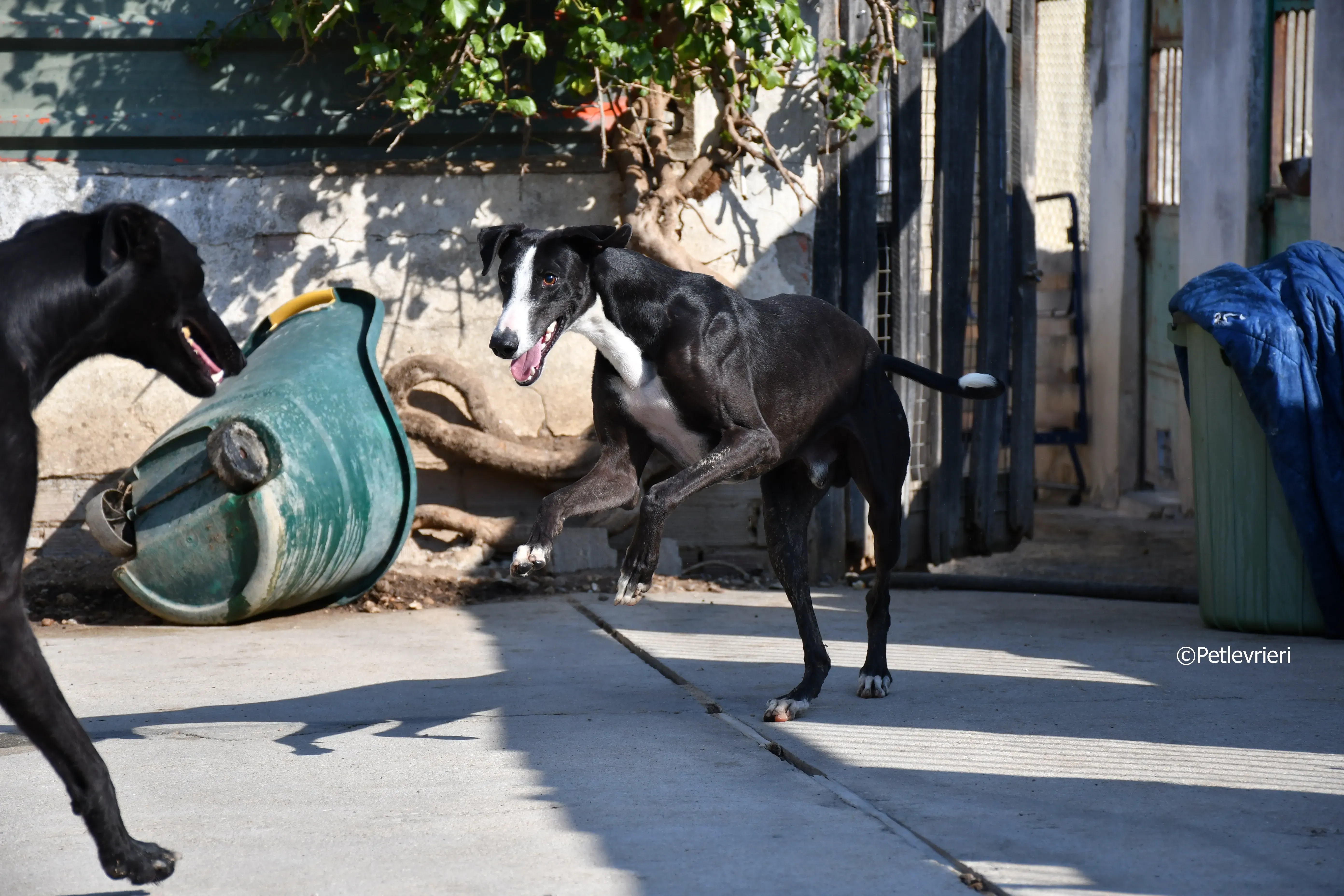 lenu adozione levrieri galgo 3