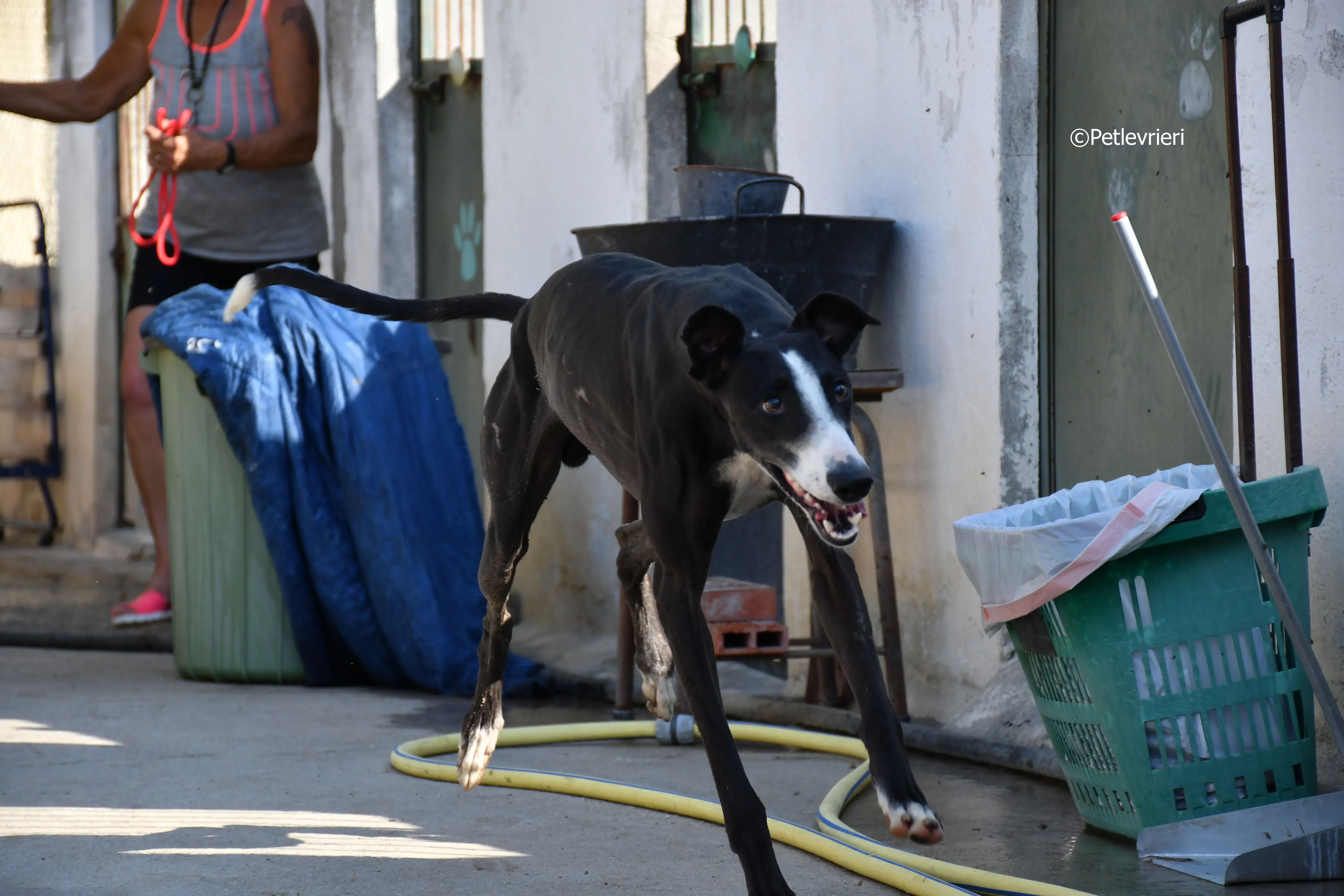 lenu adozione levrieri galgo 5