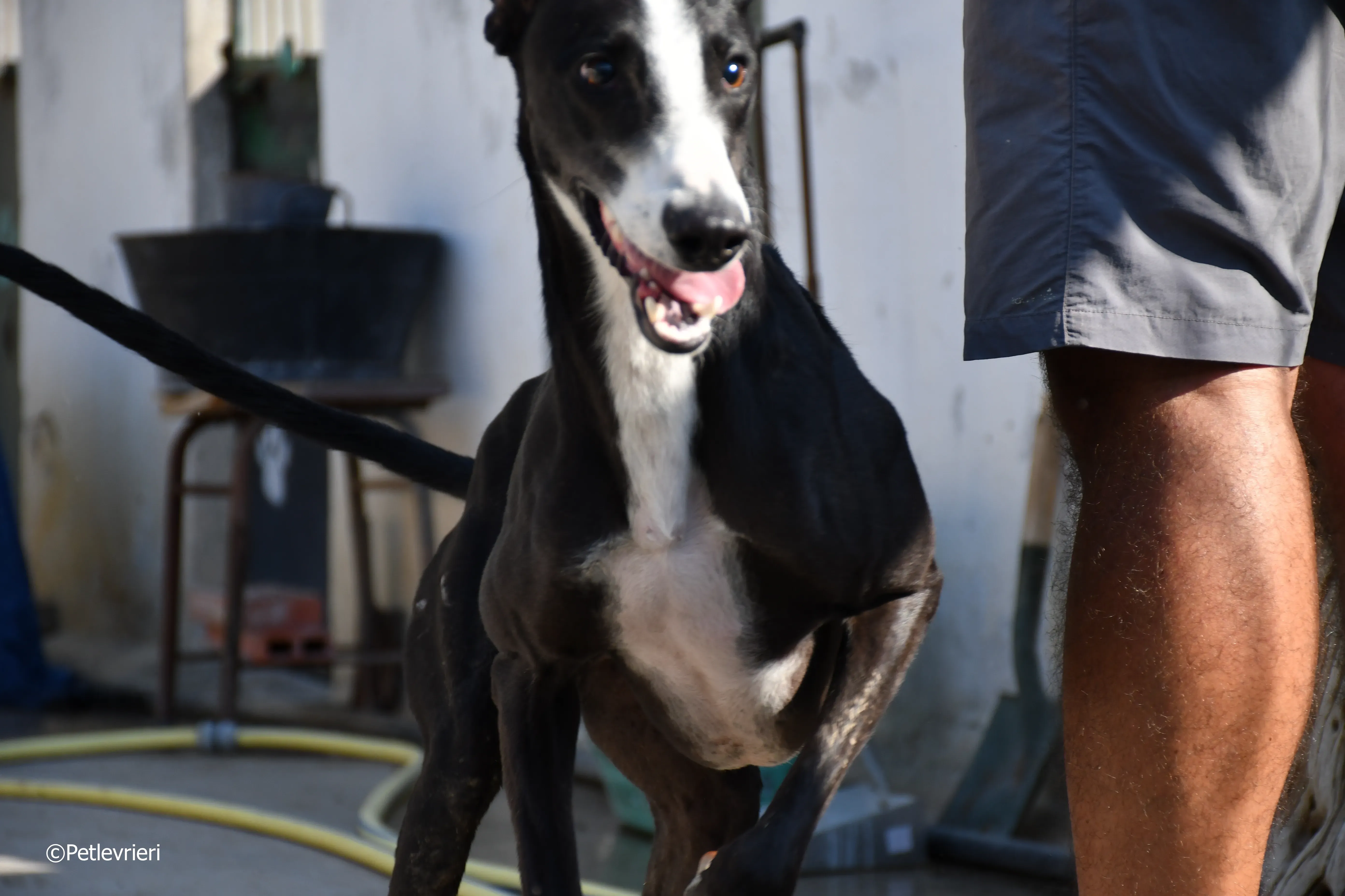 lenu adozione levrieri galgo 6