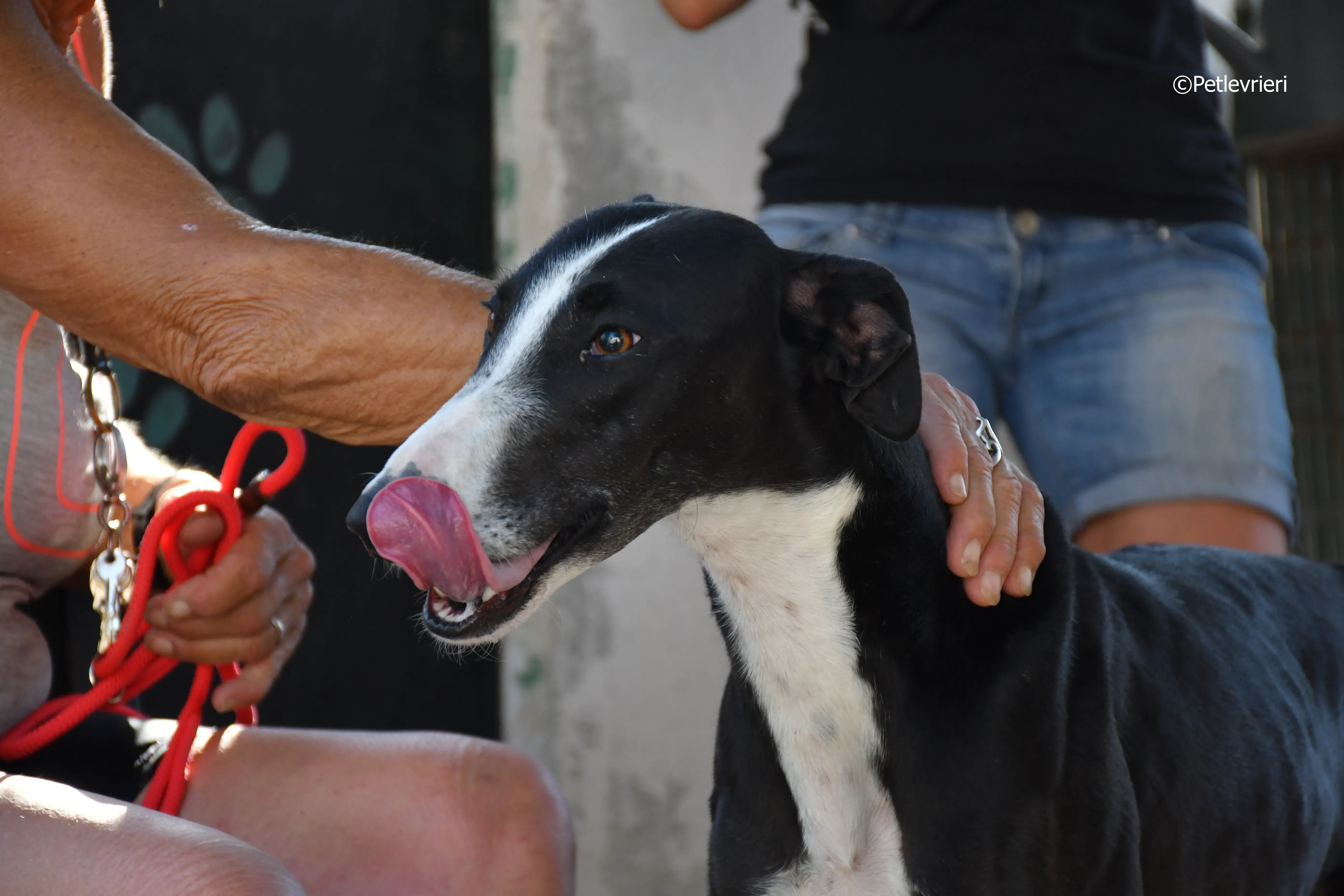 lenu adozione levrieri galgo 7