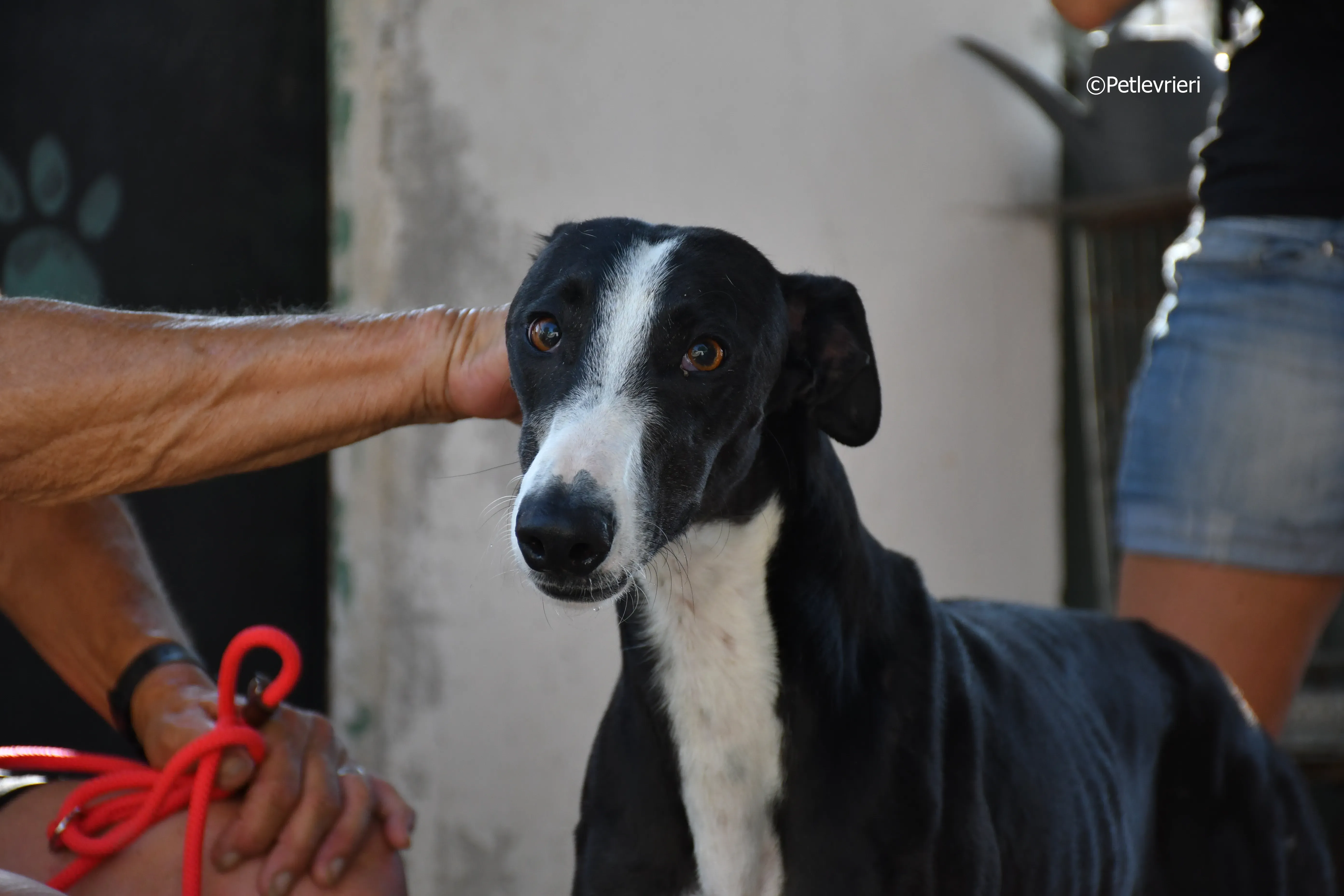 lenu adozione levrieri galgo 9