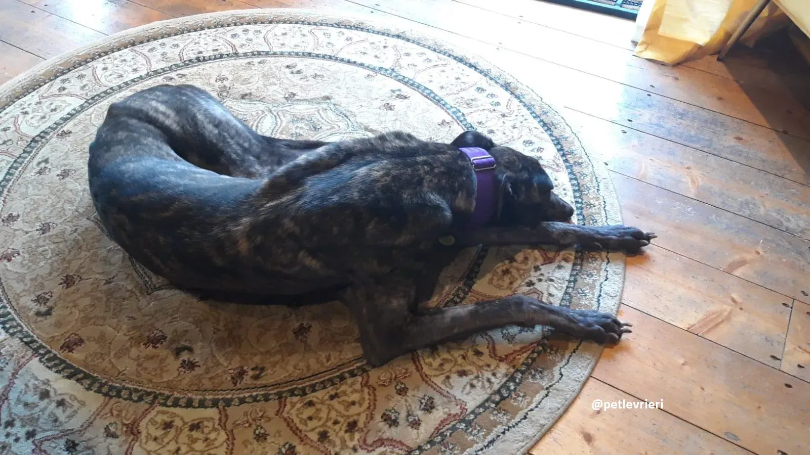 leo adozione greyhound