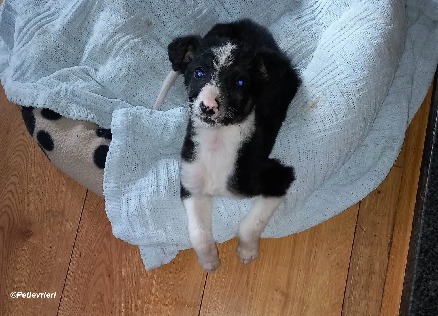 leo adozione levrieri greyhound 1