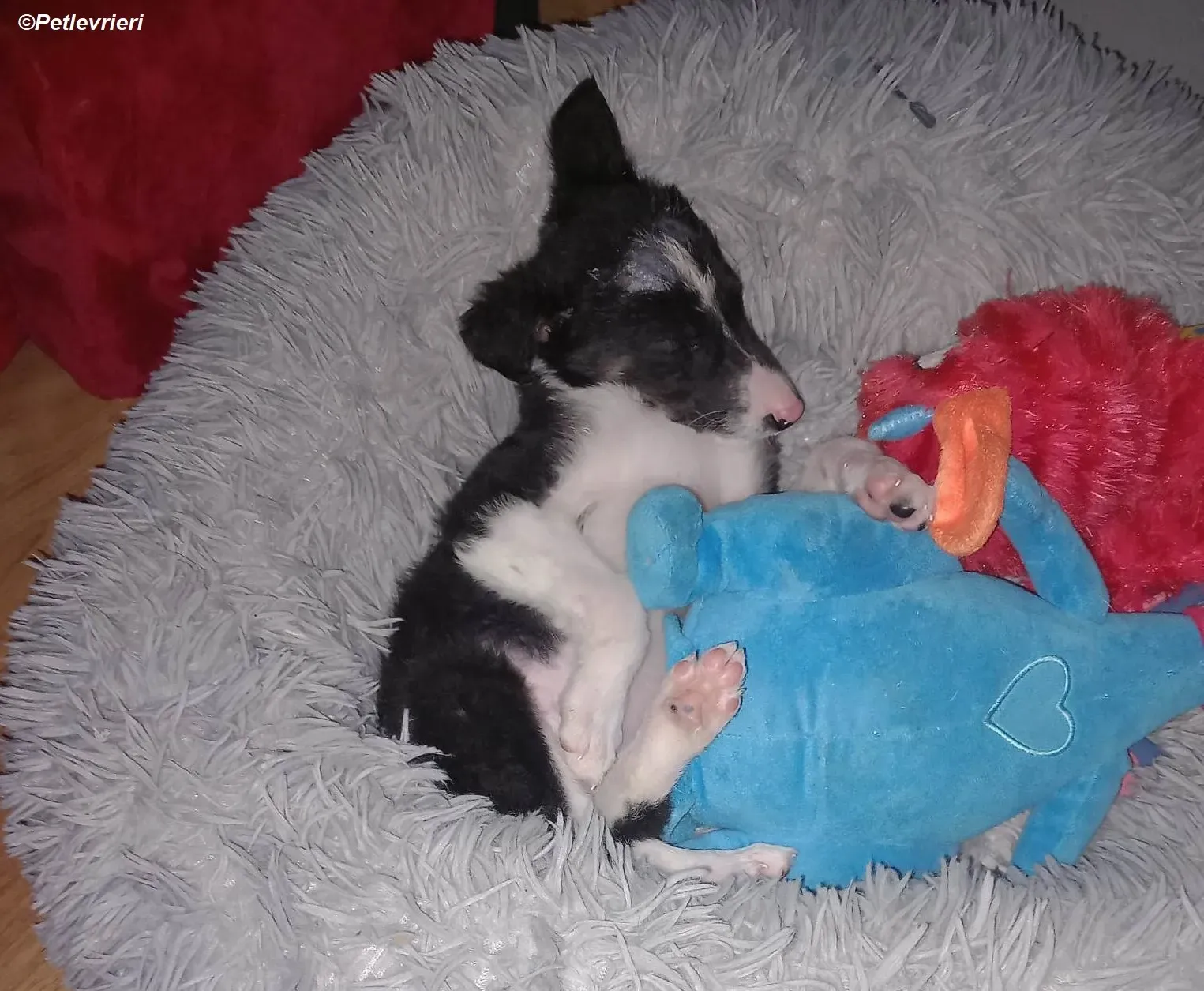 leo adozione levrieri greyhound 10