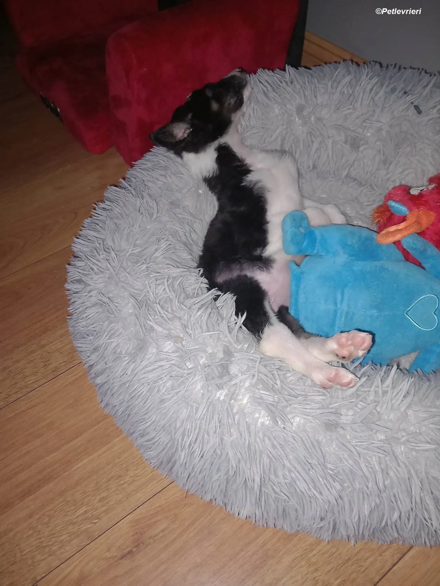 leo adozione levrieri greyhound 12