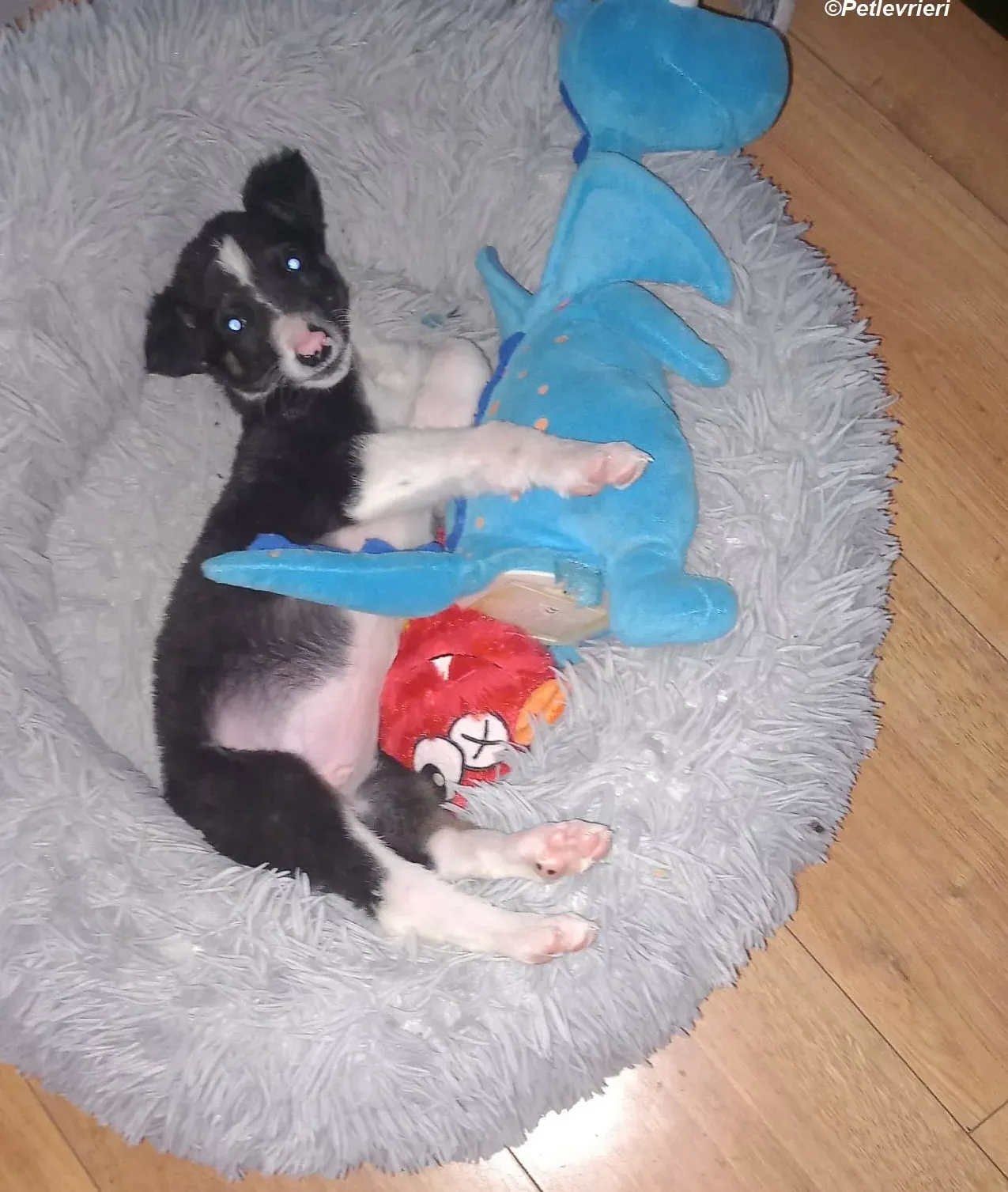 leo adozione levrieri greyhound 13