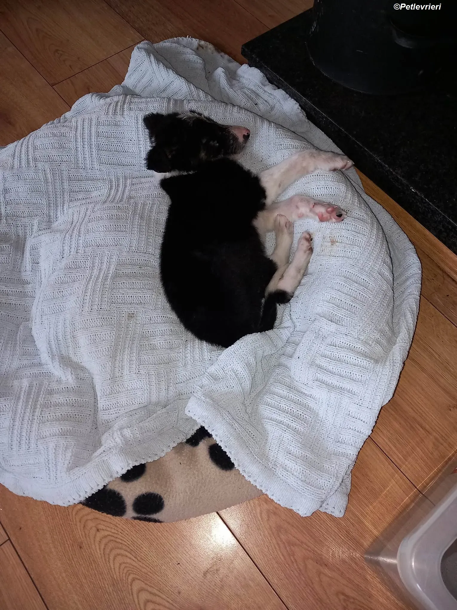 leo adozione levrieri greyhound 3