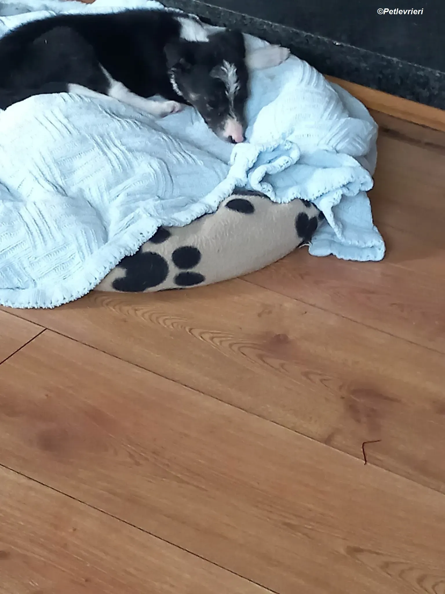 leo adozione levrieri greyhound 7