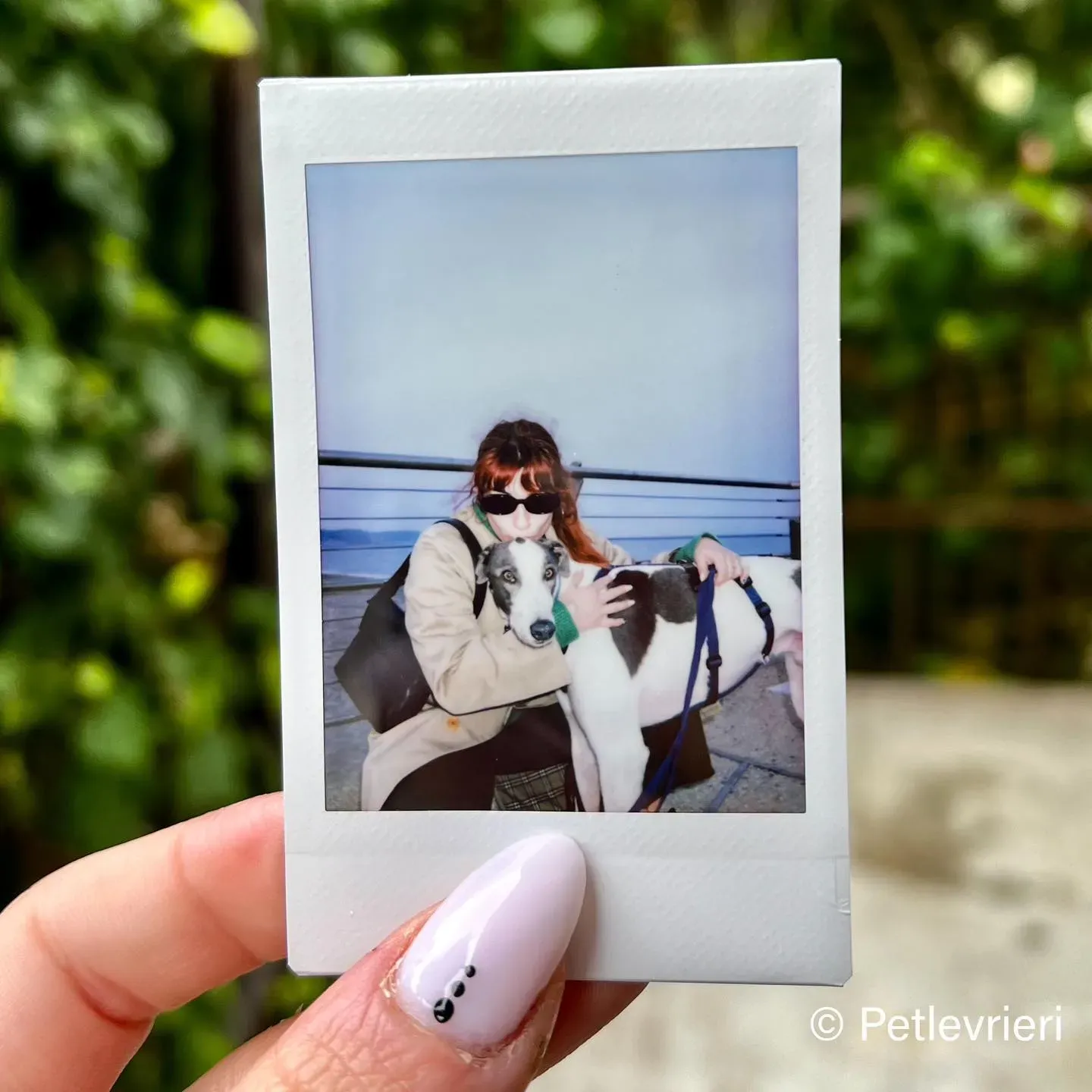 leo greyhound pet levrieri felici casa2 1