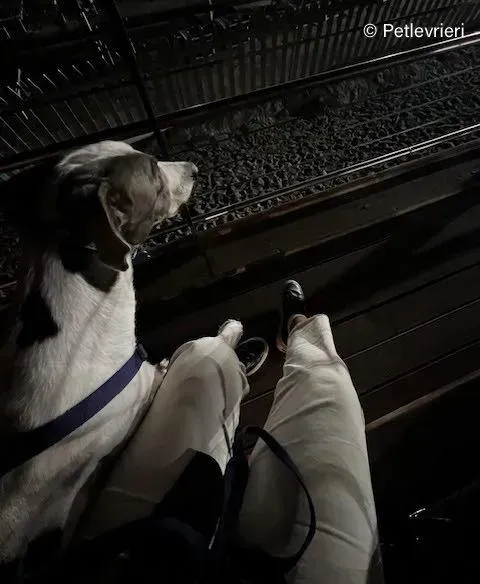 leo greyhound pet levrieri felici casa3