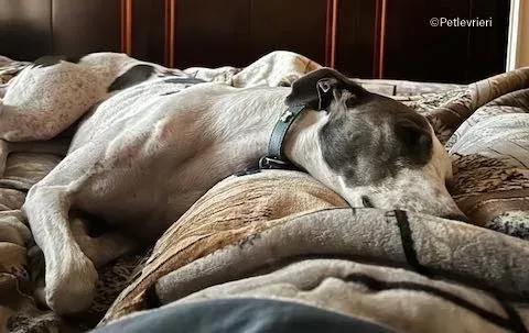 leo greyhound pet levrieri felici casa4