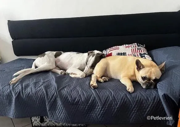 leo greyhound pet levrieri felici casa6