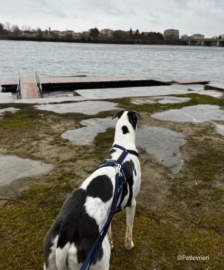 leo greyhound pet levrieri felici casa7