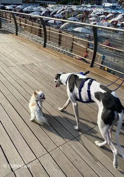 leo greyhound pet levrieri felici casa8